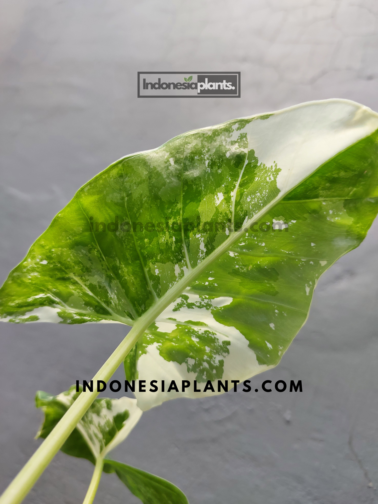 Alocasia Macrorrhiza Variegated