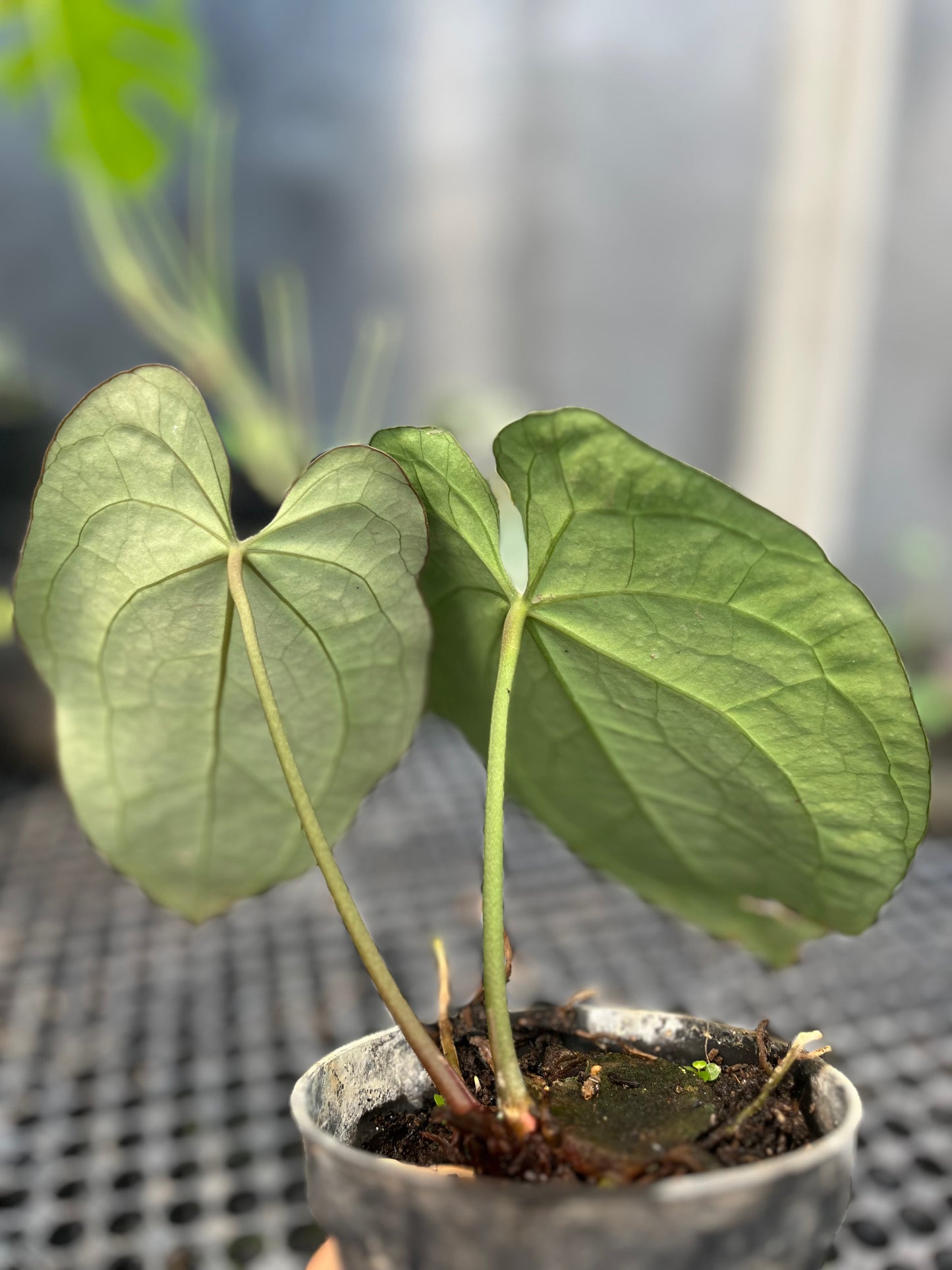 Anthurium Crystallinum Dark Form - us & cad store