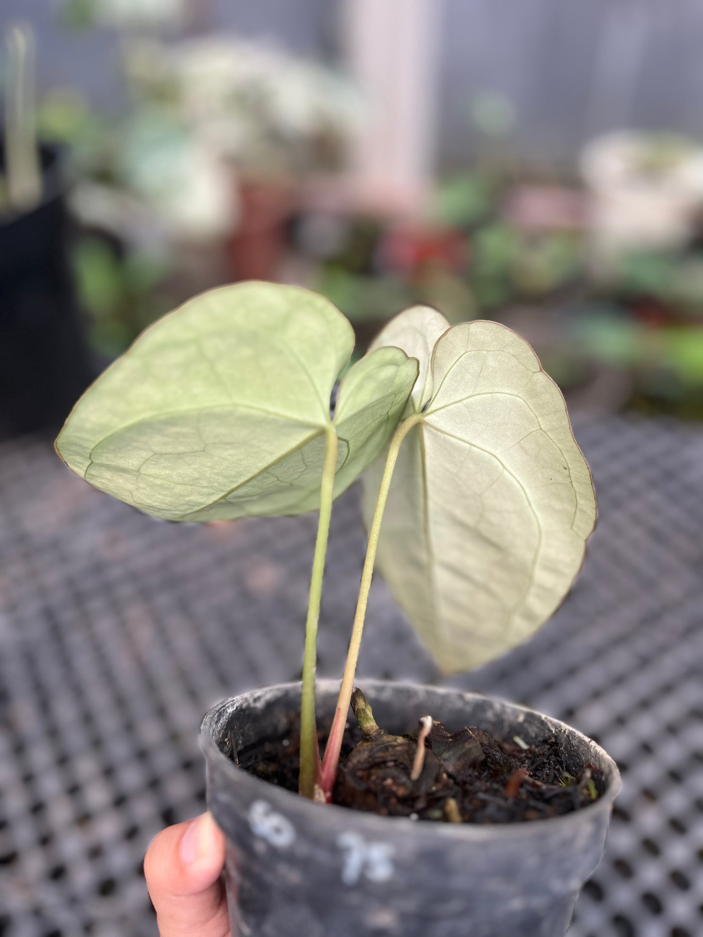 Anthurium Crystallinum Dark Form small size - us & cad store