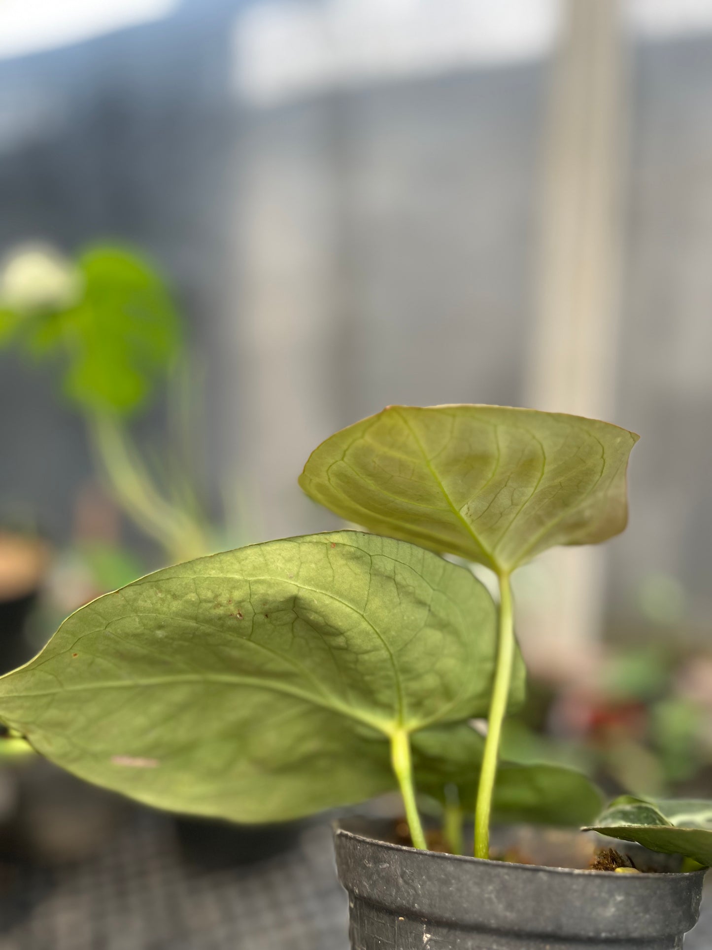 Anthurium Dorayaki medium - us & cad store
