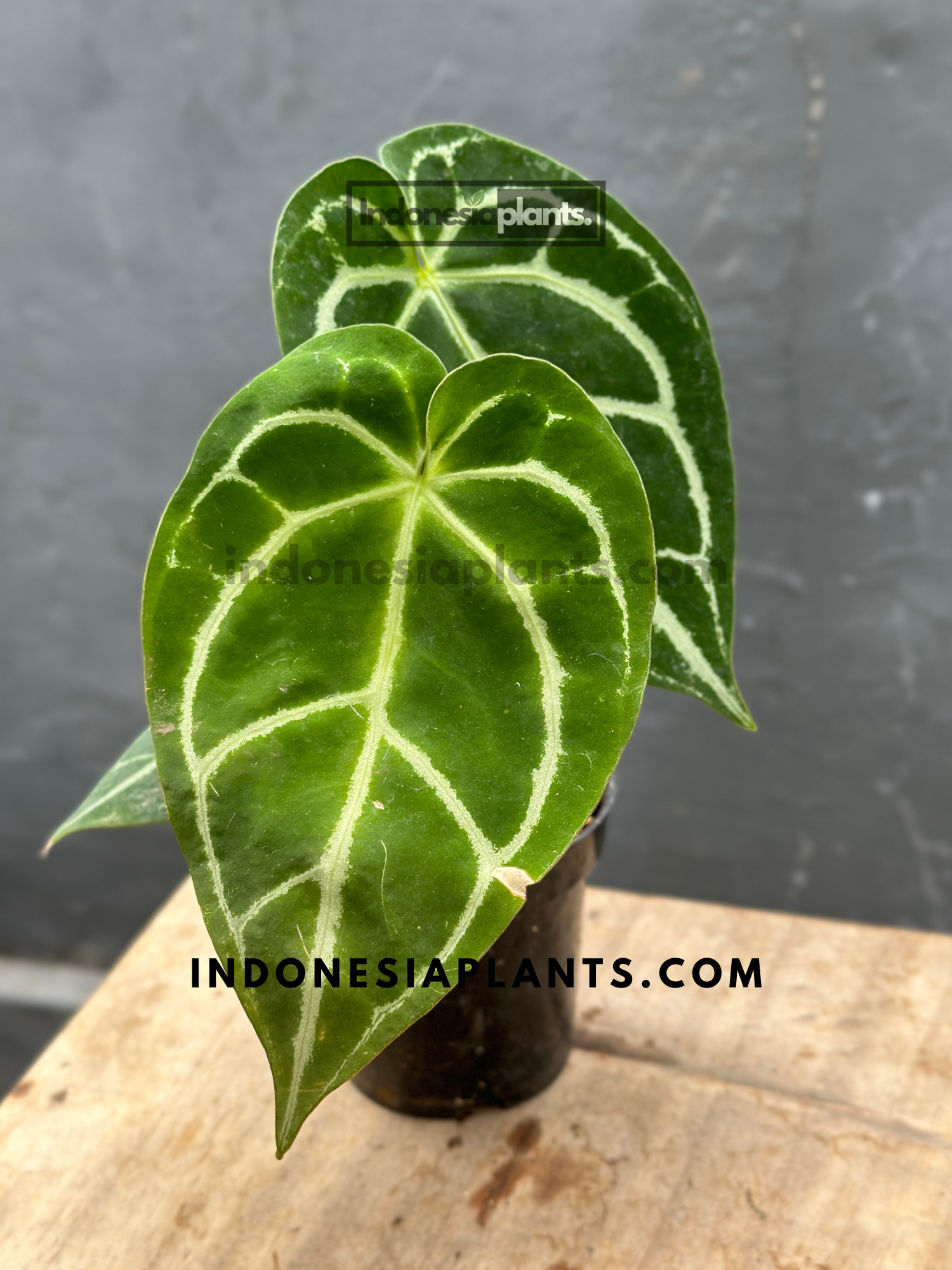 anthurium crystallinum cuidados Anturio cristalino