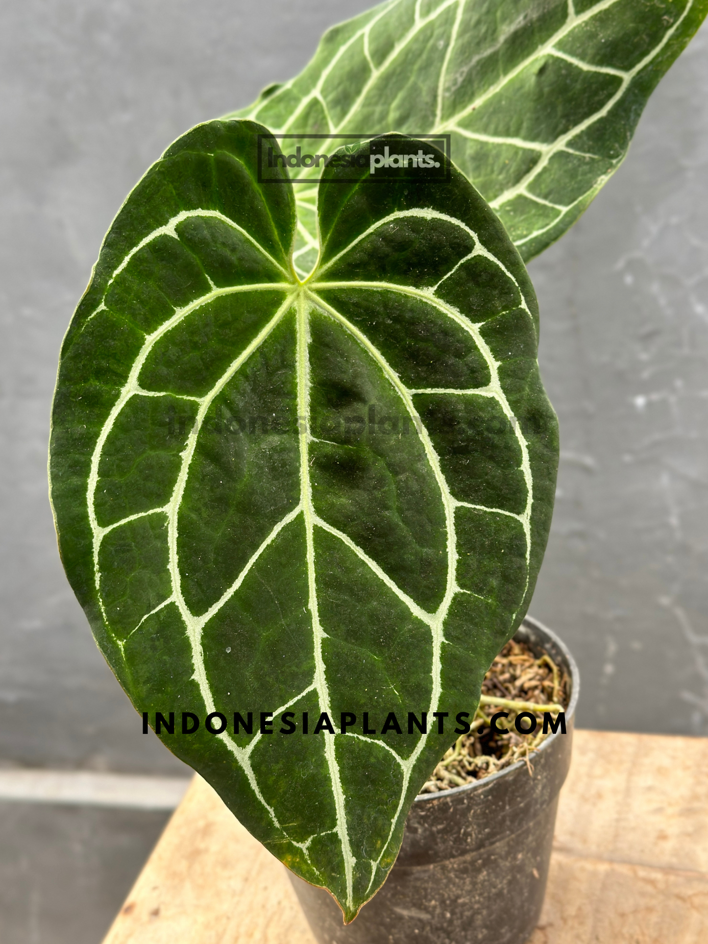 Close-up of Anthurium Crystallinum Dark Form leaves, emphasizing velvety texture and intricate veins.