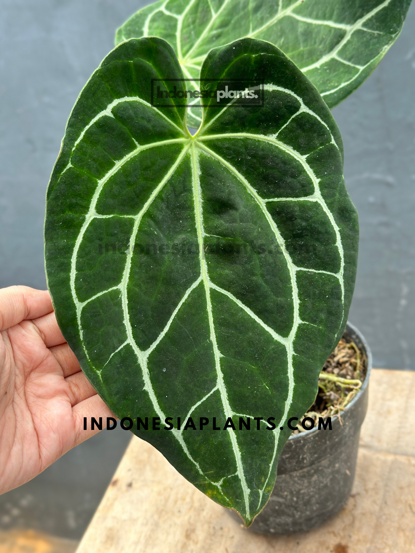 Anthurium Crystallinum Dark Form