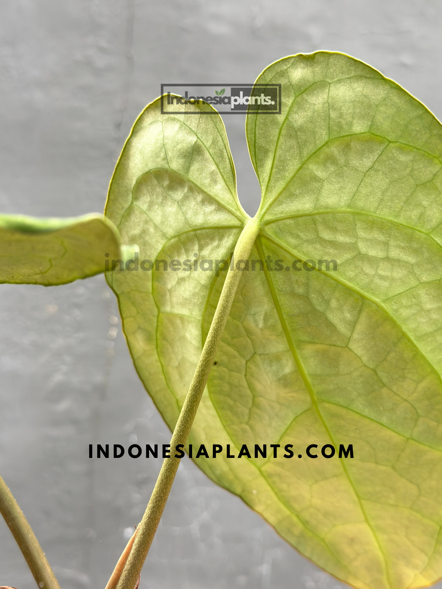 Back view of Anthurium Crystallinum Dark Form leaves, highlighting their unique texture and tone.
