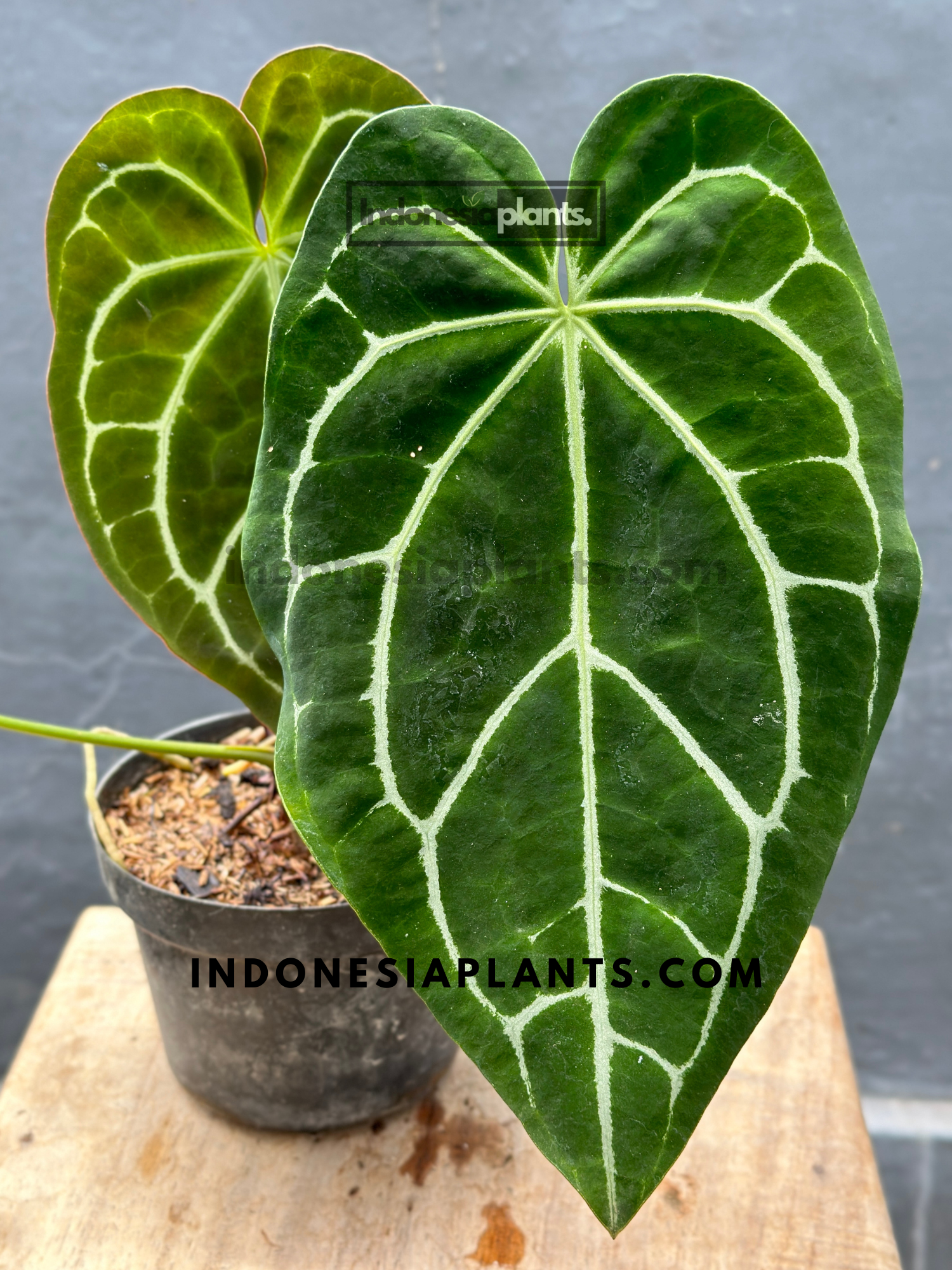 anthurium crystallinum leaf size Anthurium Crystallinum medium size