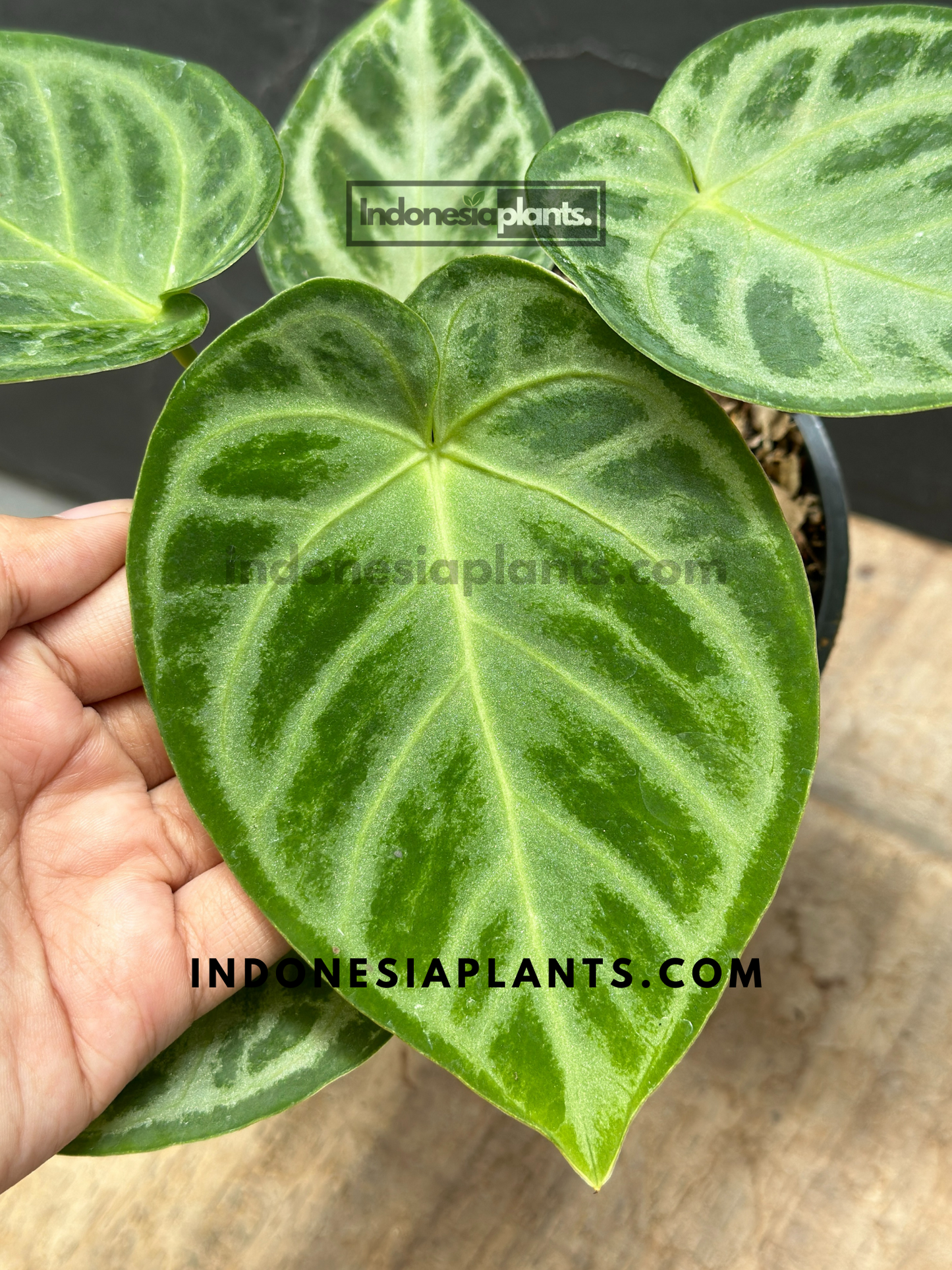 Anthurium Dorayaki Silver Blush held by hands, displaying its compact and vibrant foliage.