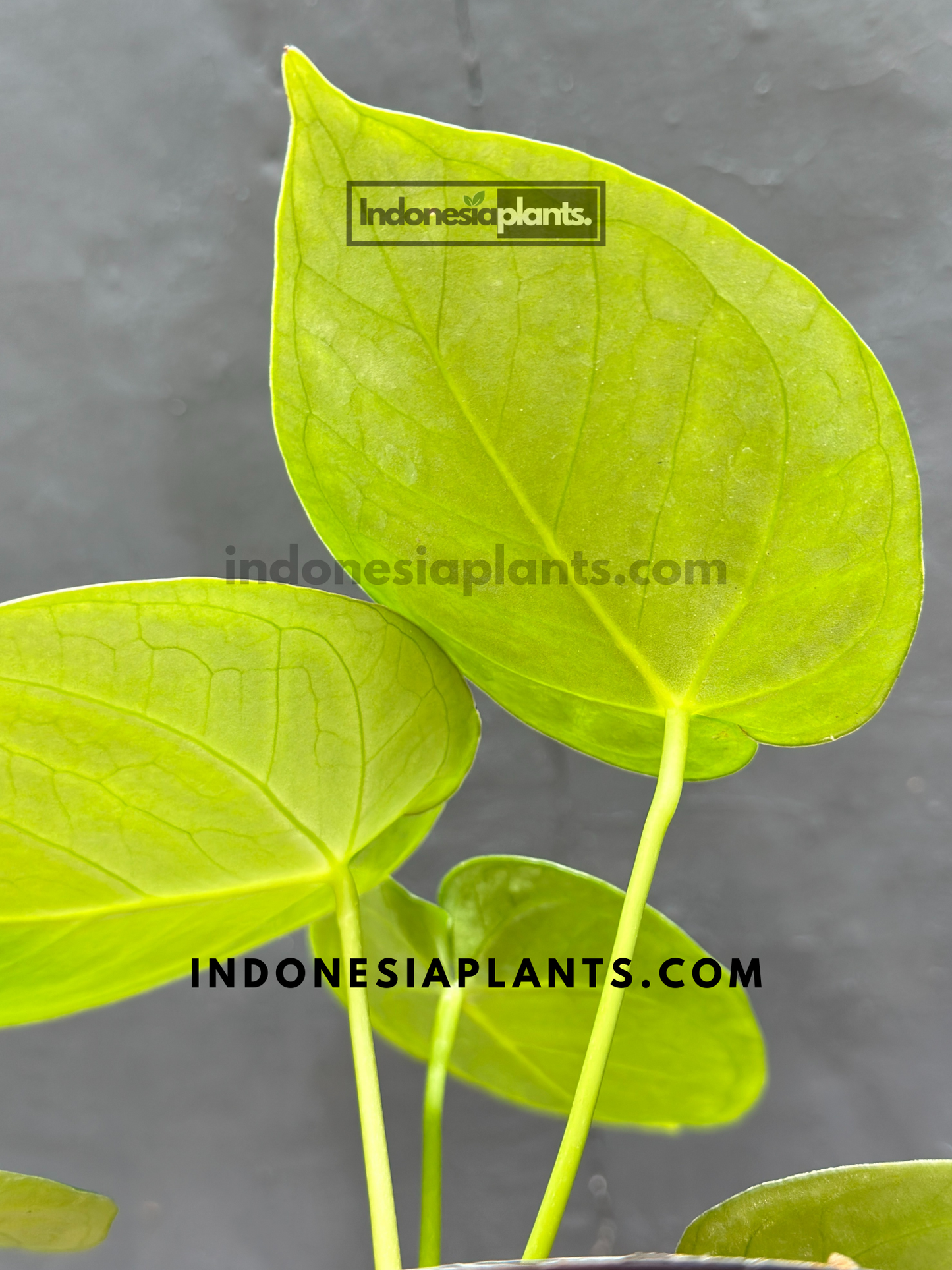 Back view of Anthurium Dorayaki Silver Blush leaves, emphasizing their unique texture and tones.
