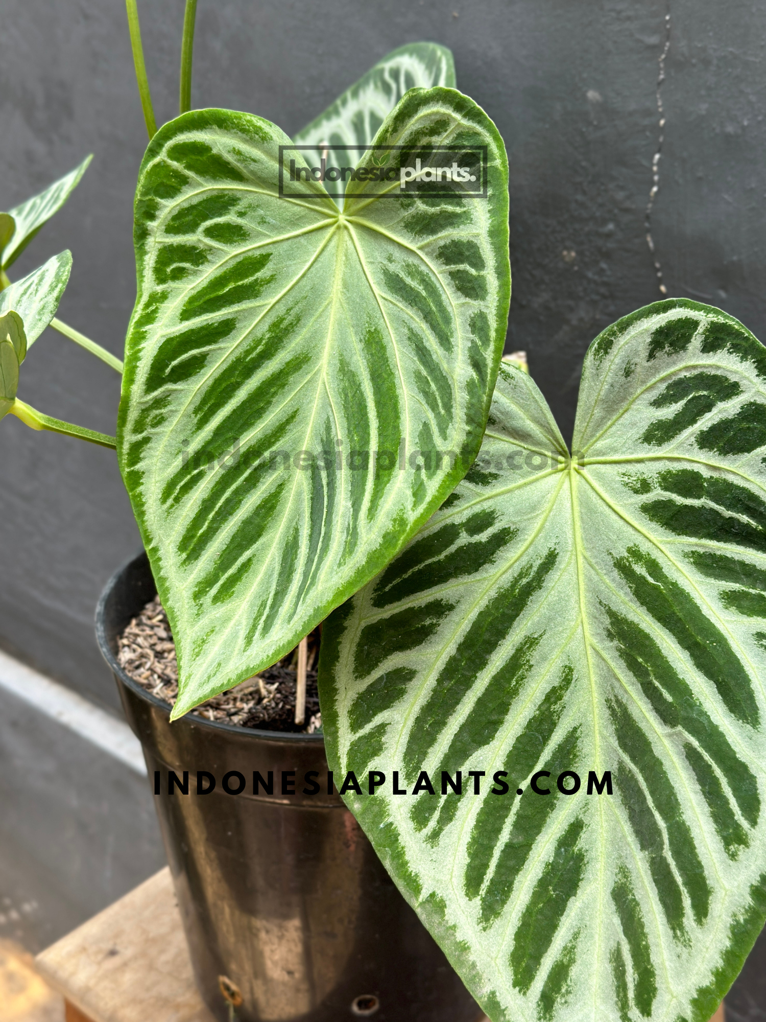 anthurium dorayaki mature Anthurium Dorayaki Silver Blush large size – INDONESIAPLANTS