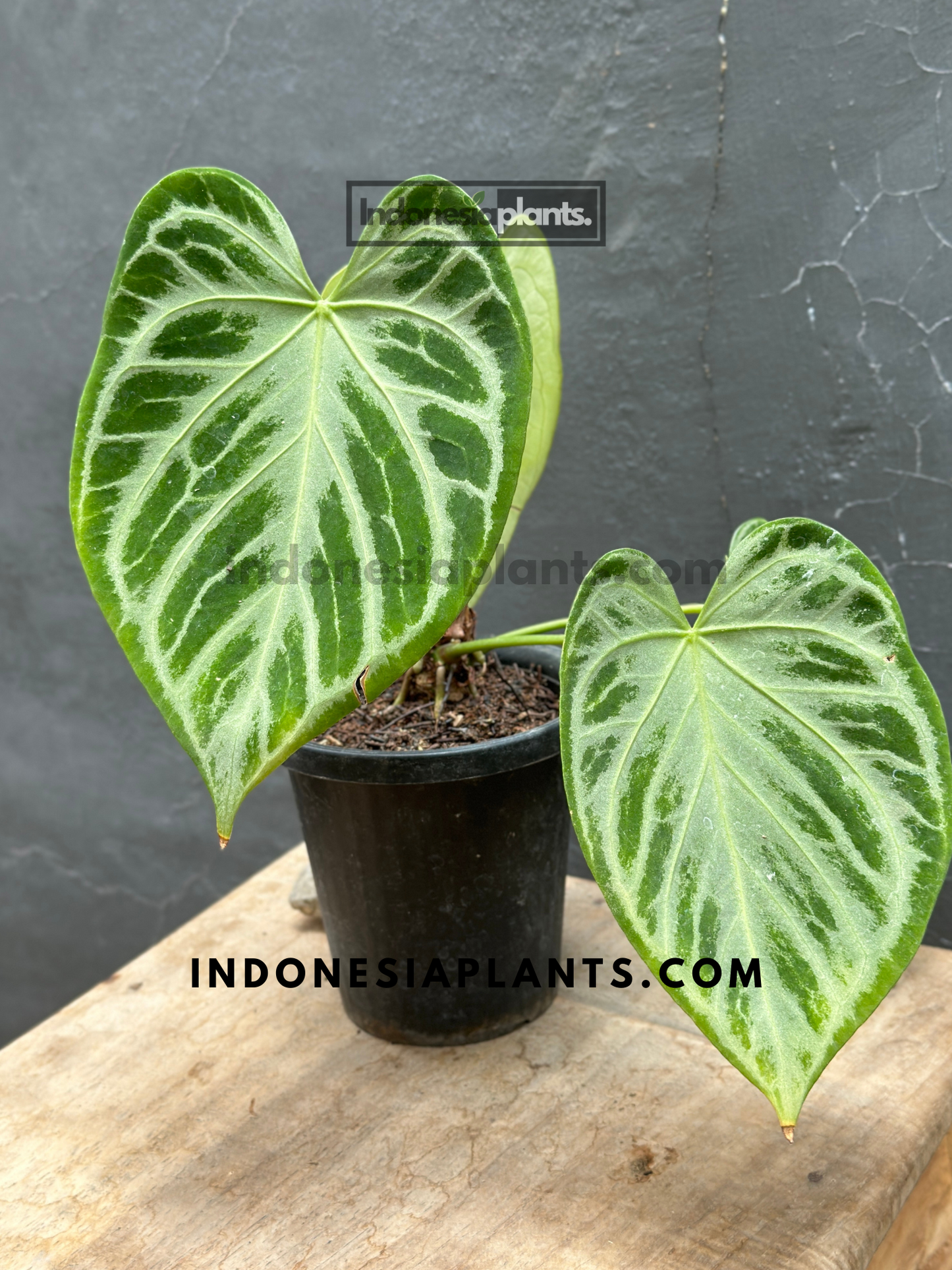 Medium-sized Anthurium Dorayaki Silver Blush showcasing velvety green leaves with silver patterns.