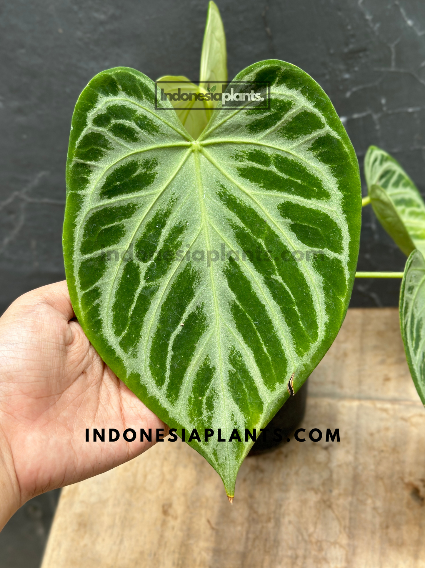 Close-up of Anthurium Dorayaki Silver Blush medium leaves, emphasizing silver blush and velvety texture.