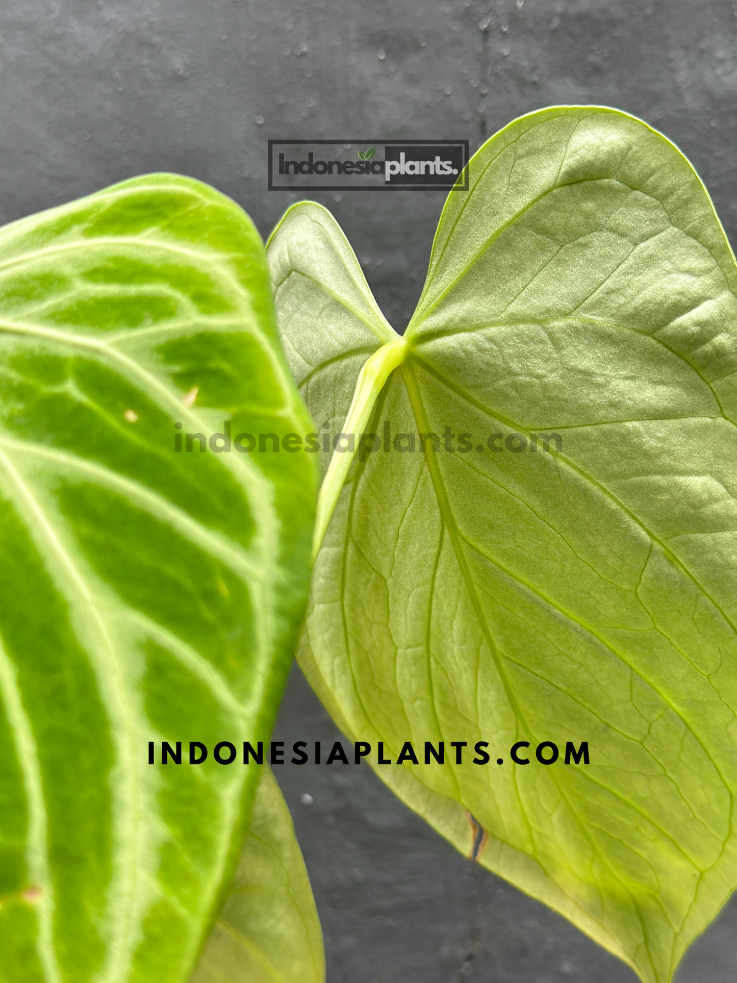 Back view of medium Anthurium Dorayaki Silver Blush leaves, highlighting their texture and unique tones.