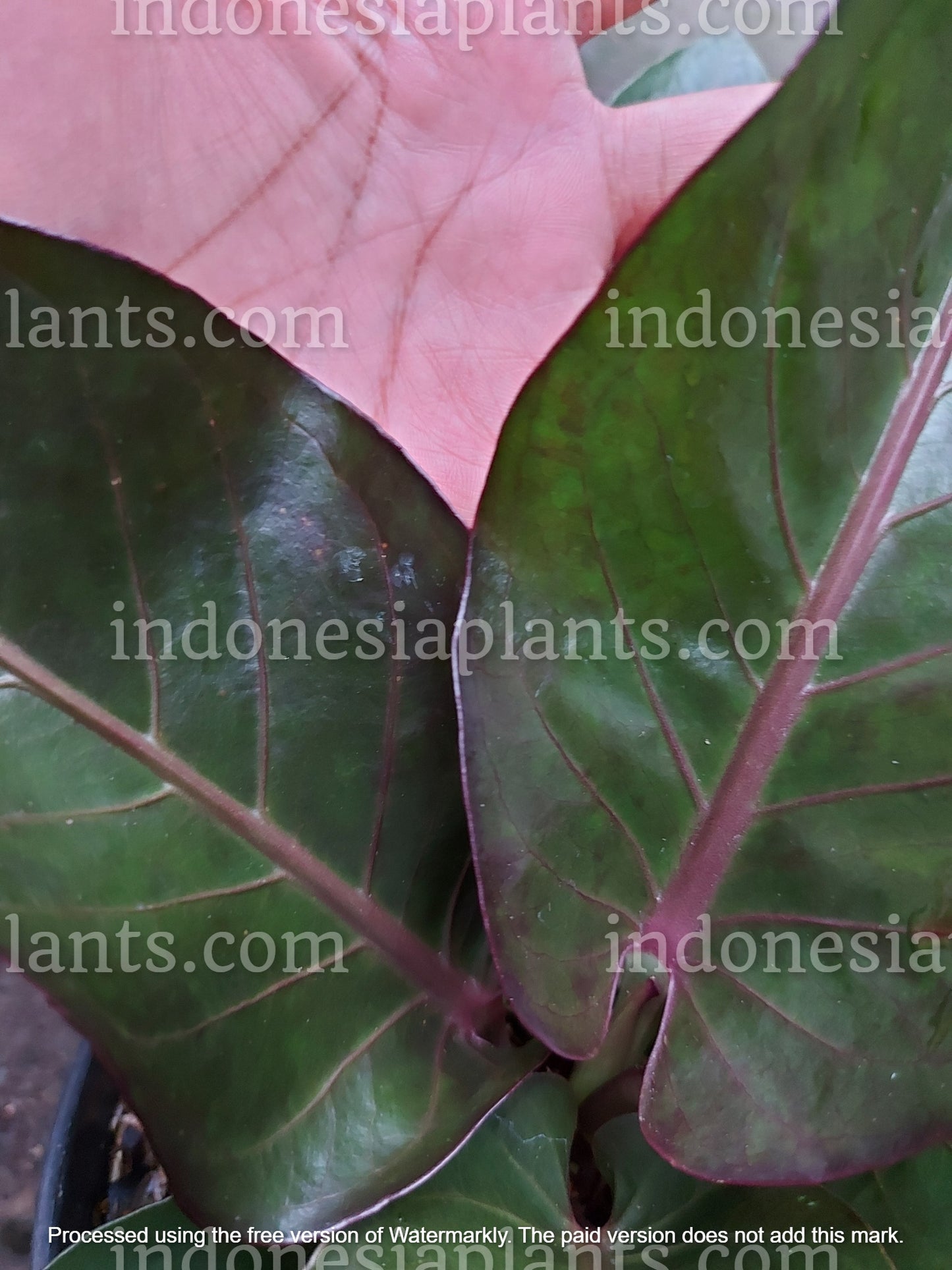 anthurium hookeri black, anthurium hookeri black dragon, anthurium black dragon, anthurium black, tropical anthurium plants
