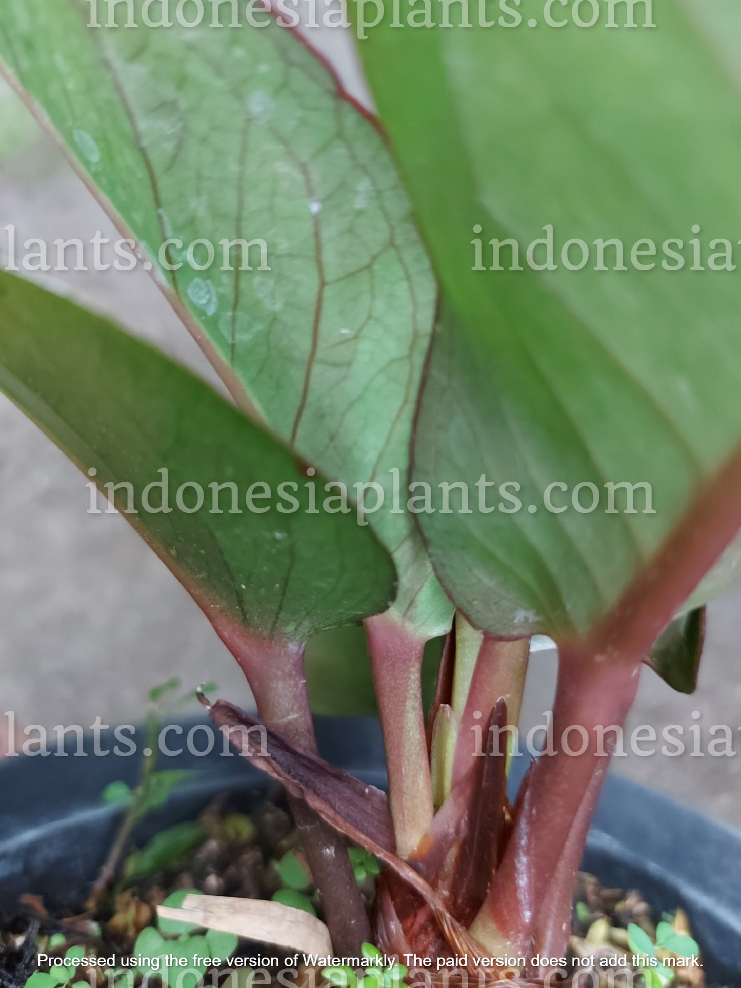 anthurium hookeri black, anthurium hookeri black dragon, anthurium black dragon, anthurium black, tropical anthurium plants