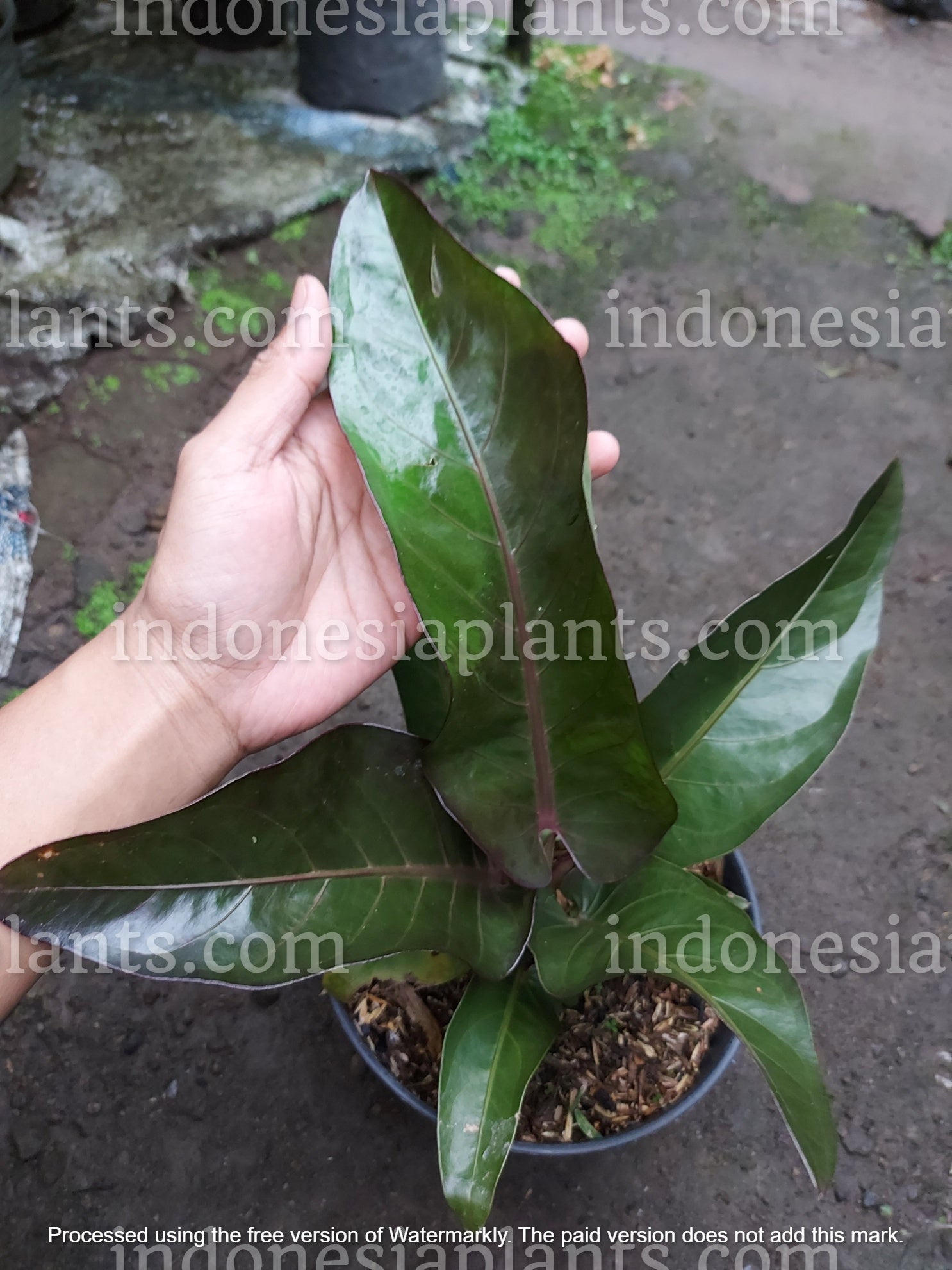 anthurium black dragon Anthurium Hookeri Black Dragon Large