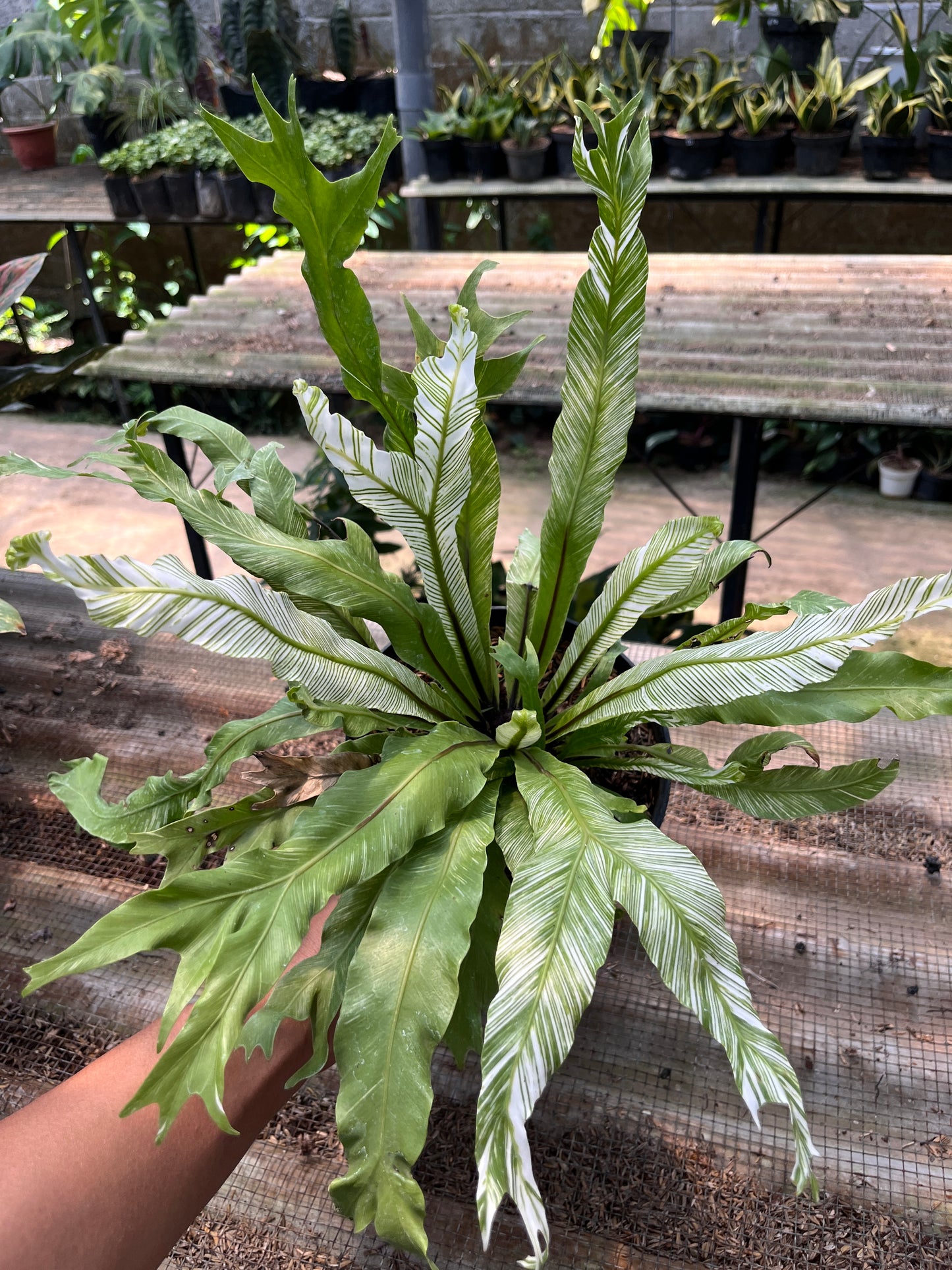 Asplenium Nidus Bird Nest Variegated - us & cad store