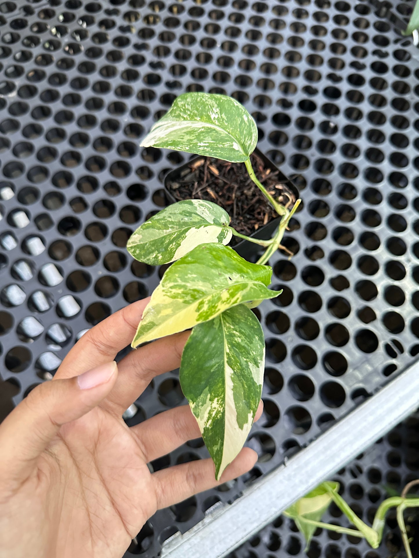 Epipremnum Pinnatum Albo Variegated - us & cad store