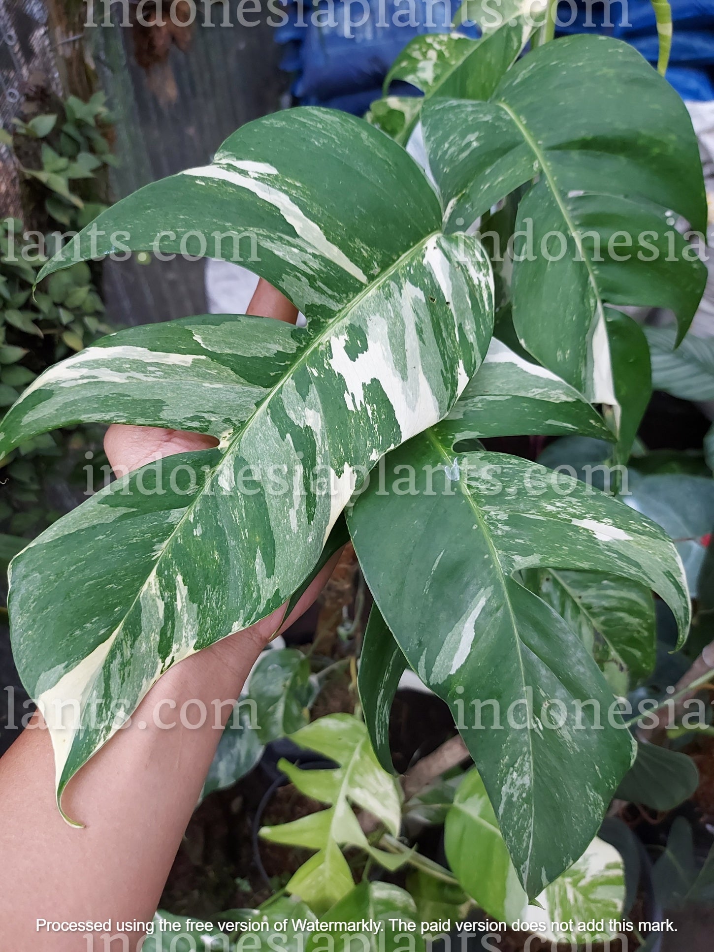 fenestration pothos Epipremnum Pinnatum Albo Variegated Fenestrated Leaves