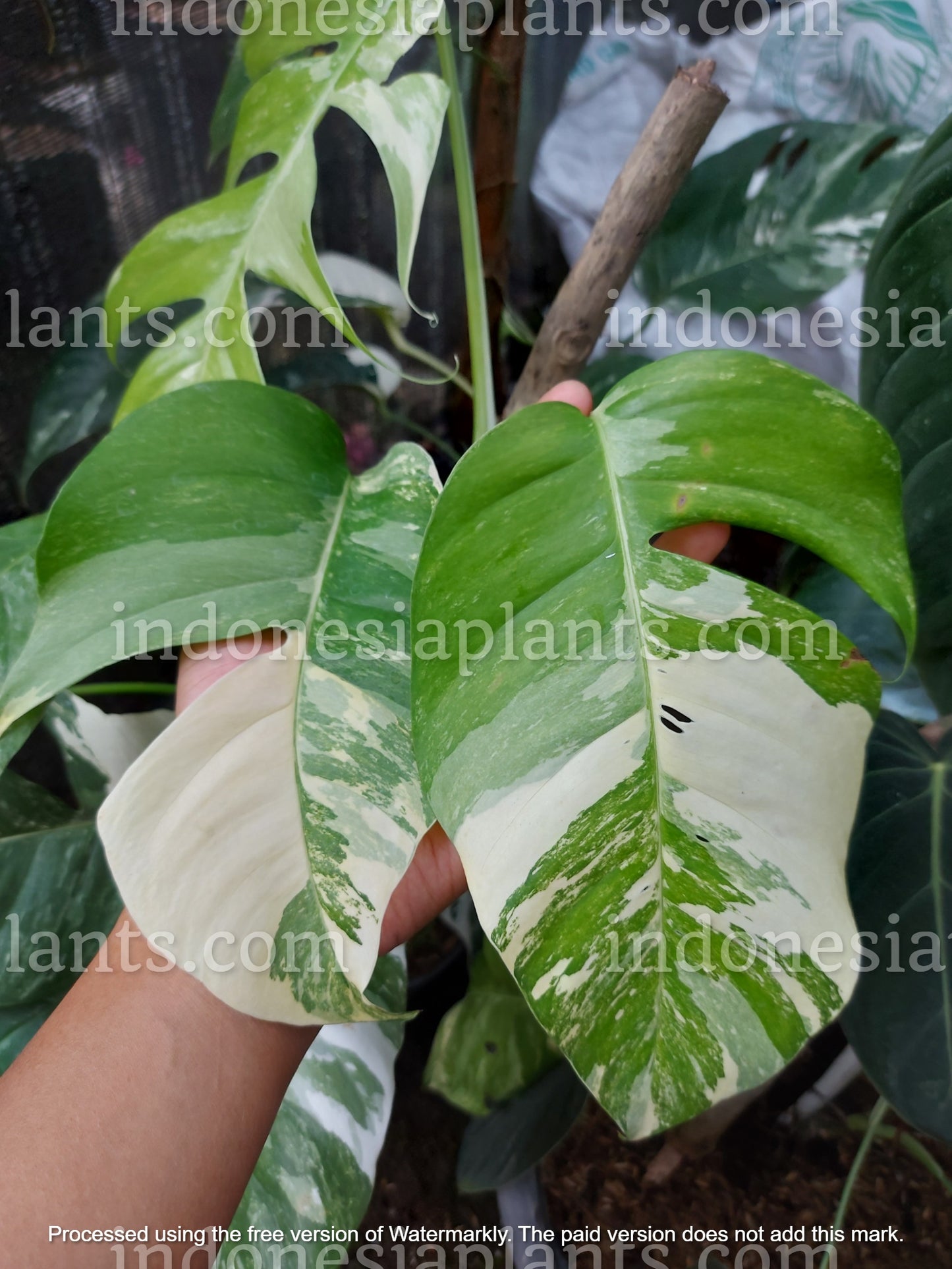 epipremnum pinnatum albo variegated, epipremnum fenestrated leaves, epipremnum big leaves