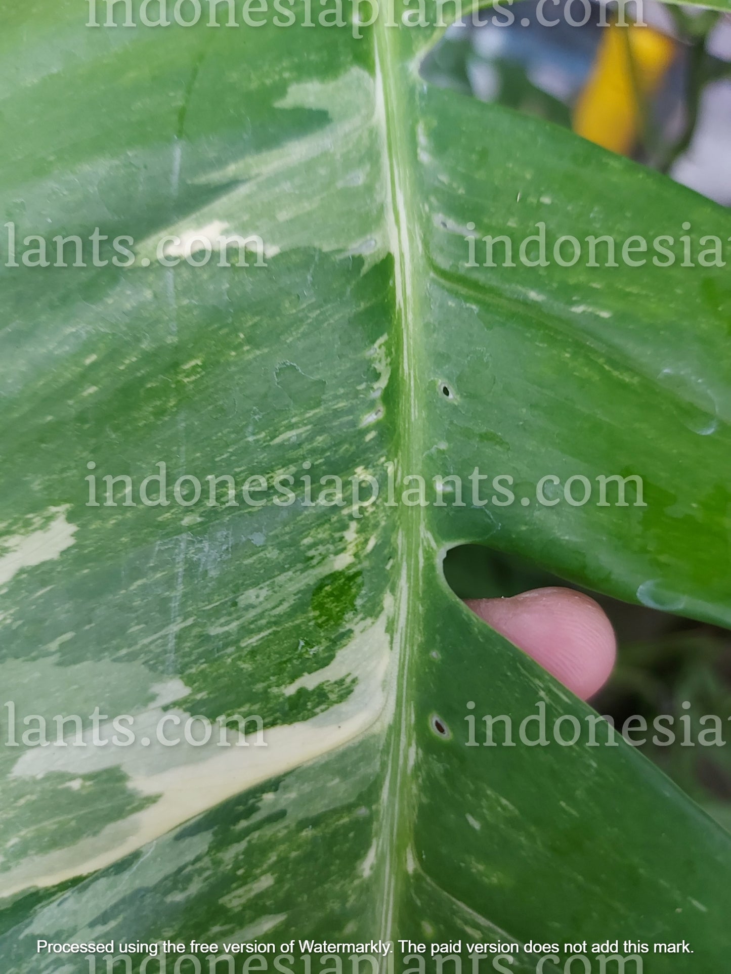 epipremnum pinnatum albo variegated, epipremnum fenestrated leaves, epipremnum big leaves
