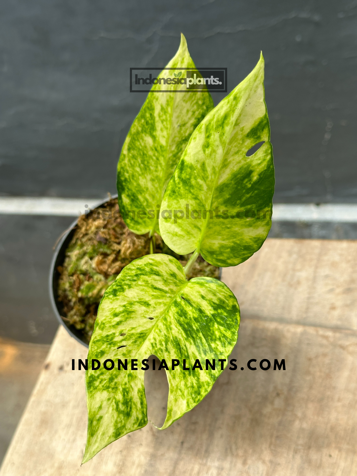 Epipremnum Pinnatum Yellow Sunrise