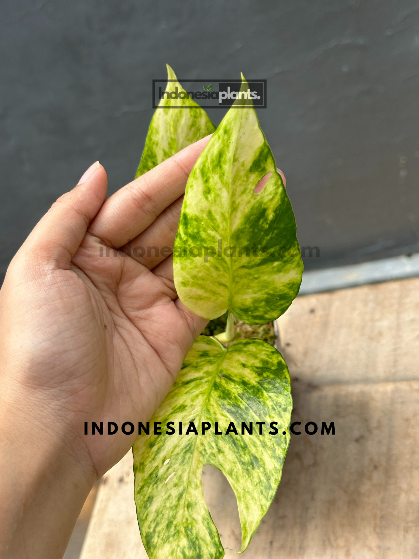 Epipremnum Pinnatum Yellow Sunrise