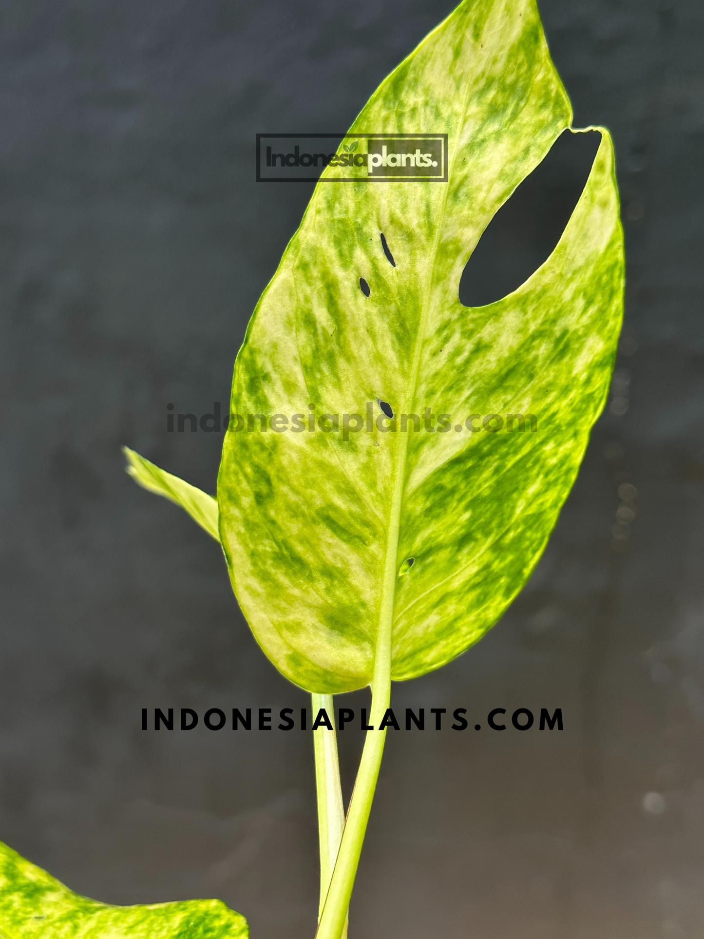 Epipremnum Pinnatum Yellow Sunrise