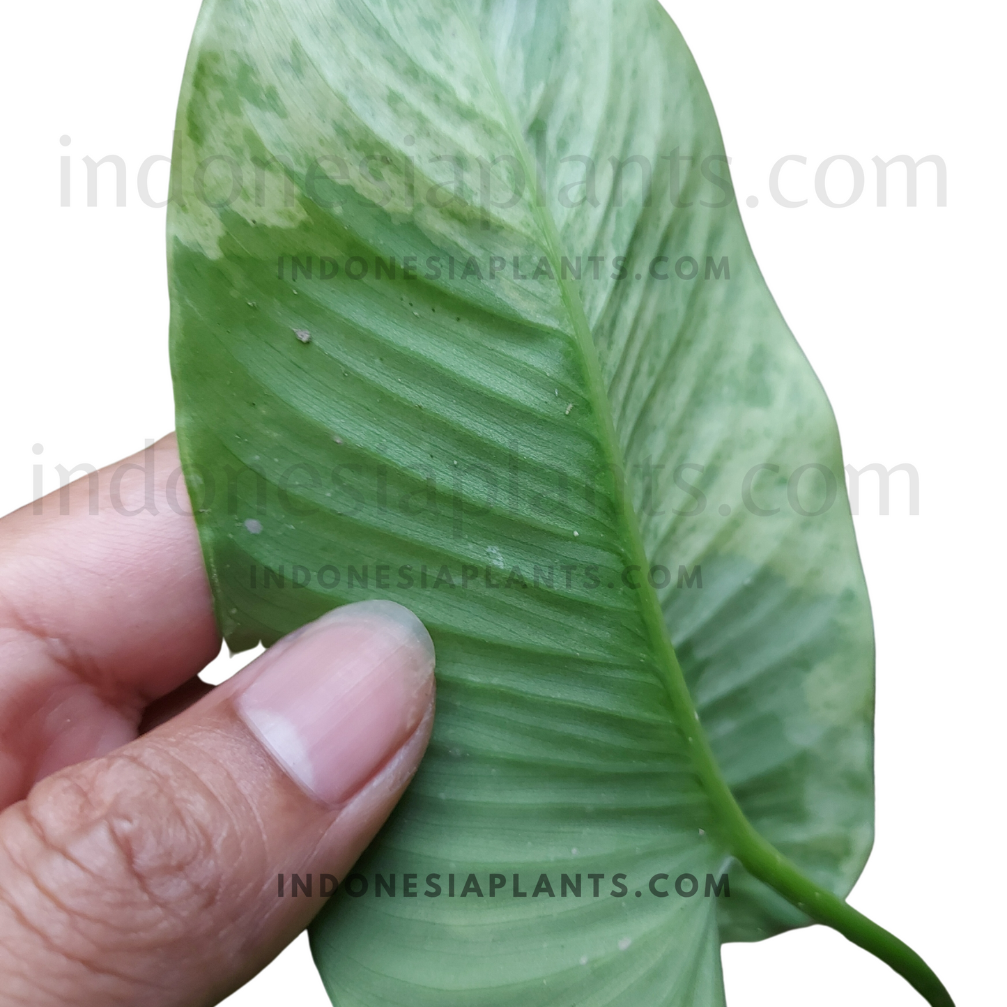 homalomena variegated, houseplant, tropical plant, ornamental homalomena plants