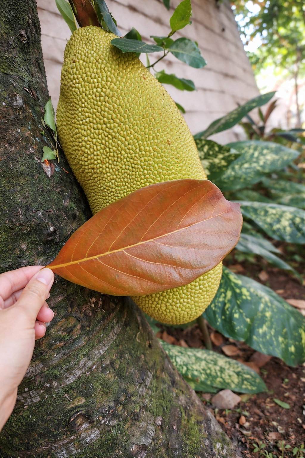 Dried Jackfruit Leaves (Artocarpus Heterophyllus)