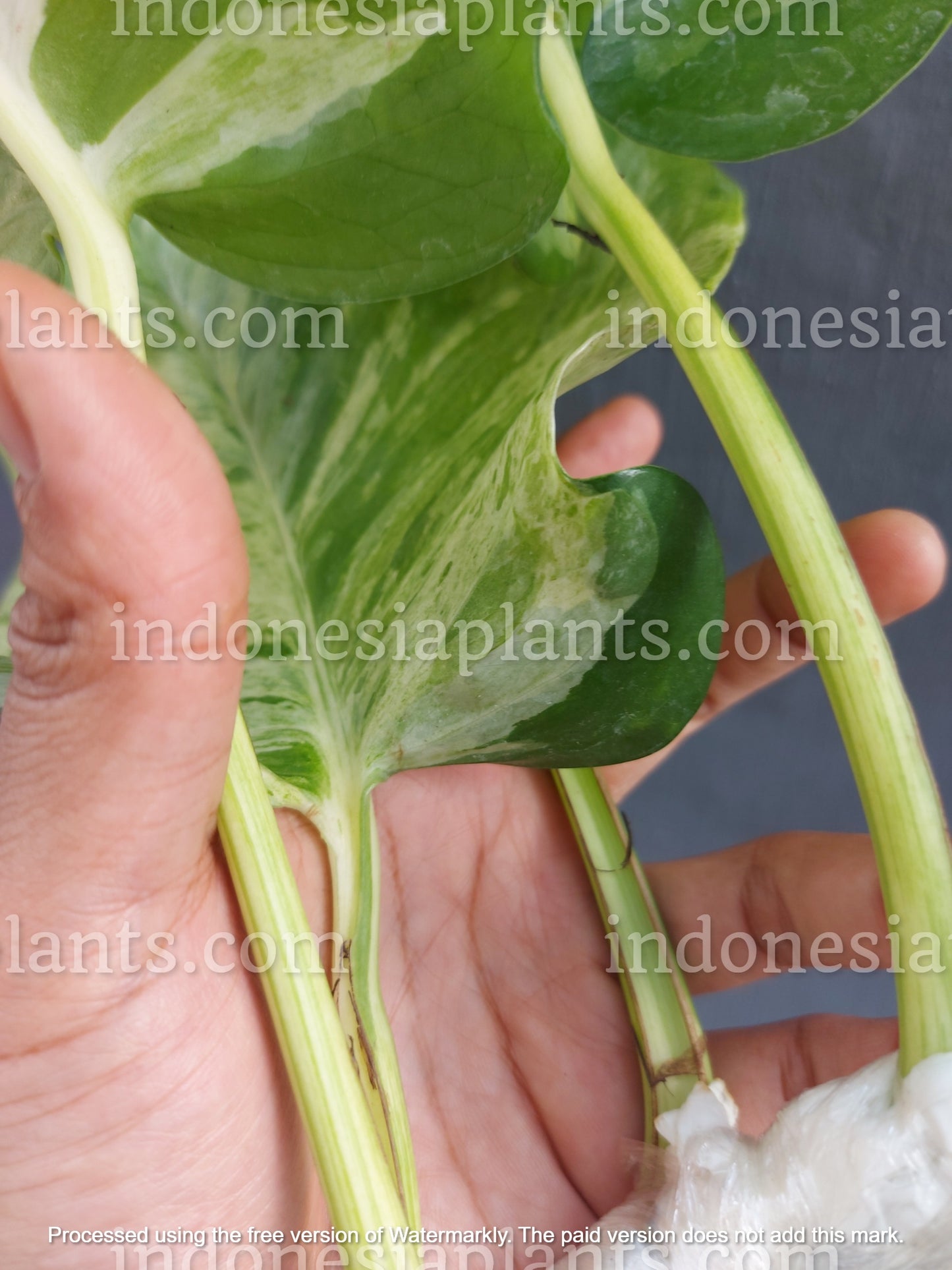 manjula pothos mature leaves, big manjula pothos plant, pothos manjula mature leaves