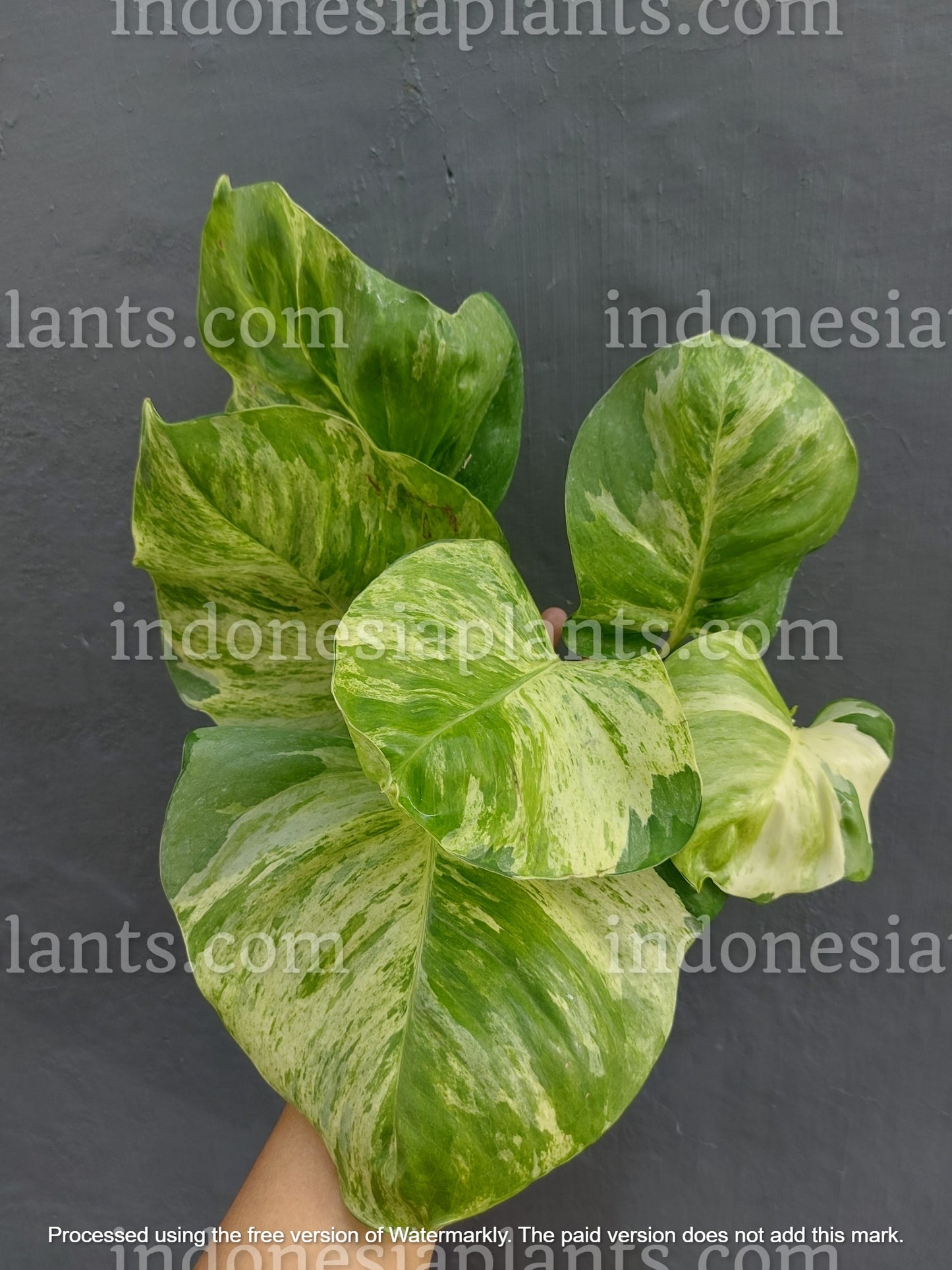 manjula pothos mature leaves, big manjula pothos plant, pothos manjula mature leaves