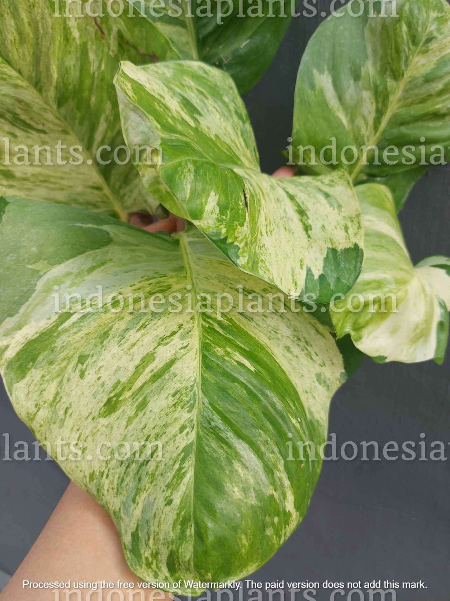 manjula pothos mature leaves, big manjula pothos plant, pothos manjula mature leaves