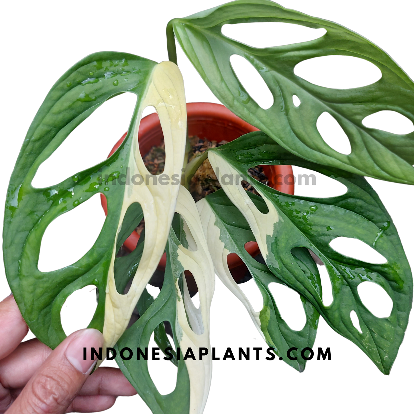 Monstera Adansonii Giant Variegated Albo