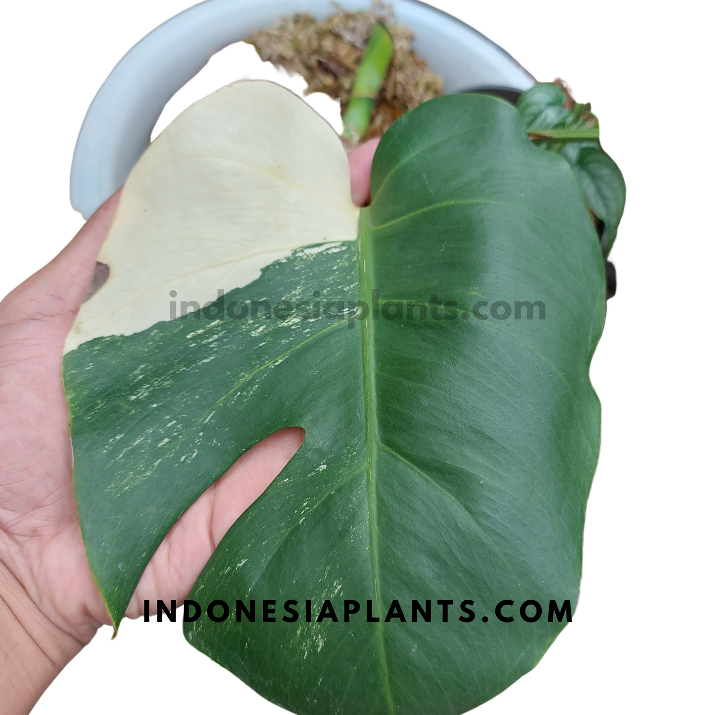 Monstera Albo / Halfmoon Variegated rooted cutting