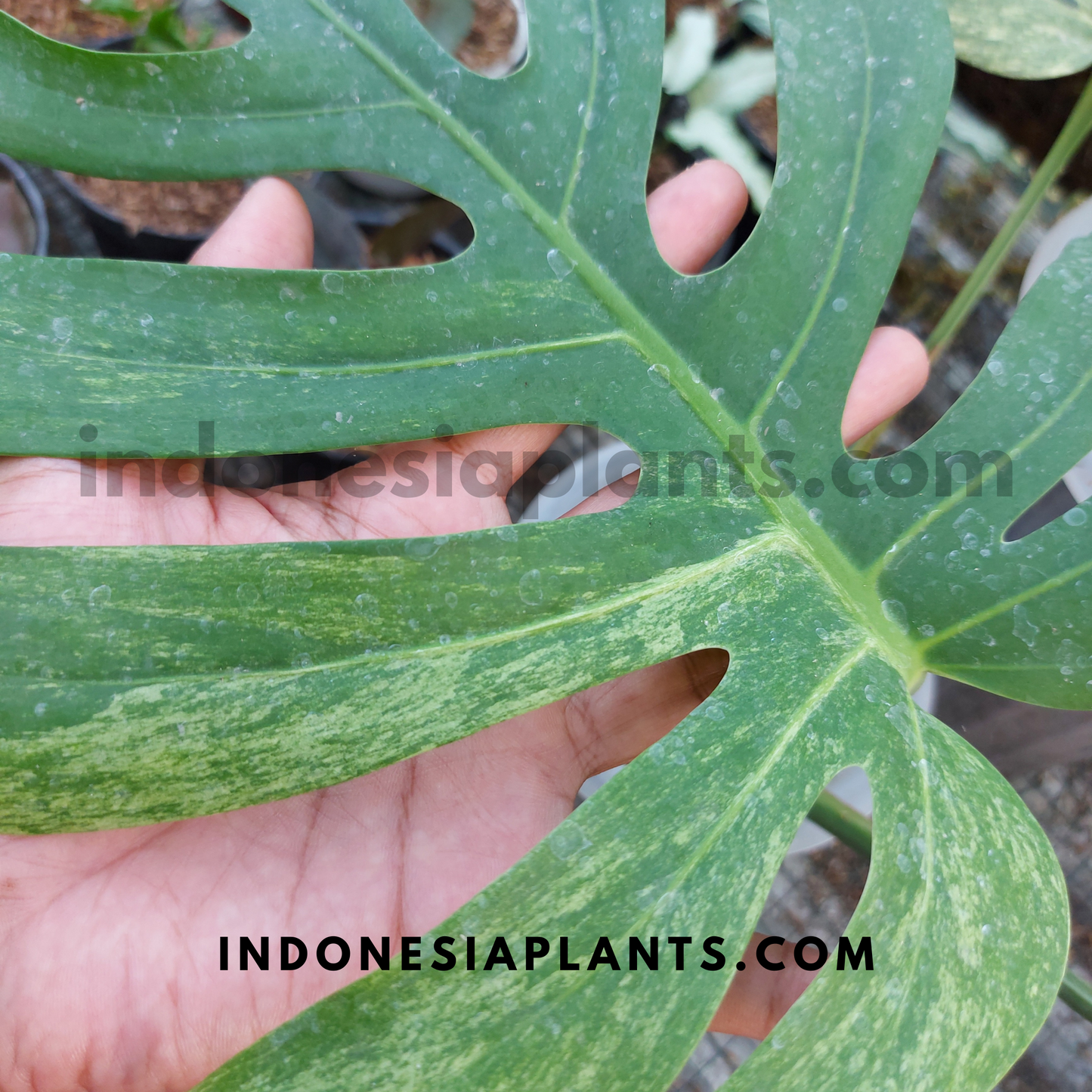 Monstera Deliciosa Mint Variegated Fenestrated Leaves