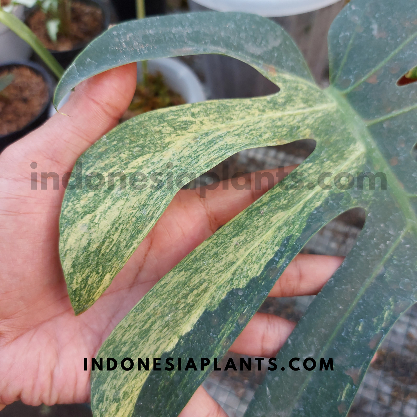 Monstera Deliciosa Mint Variegated Fenestrated Leaves