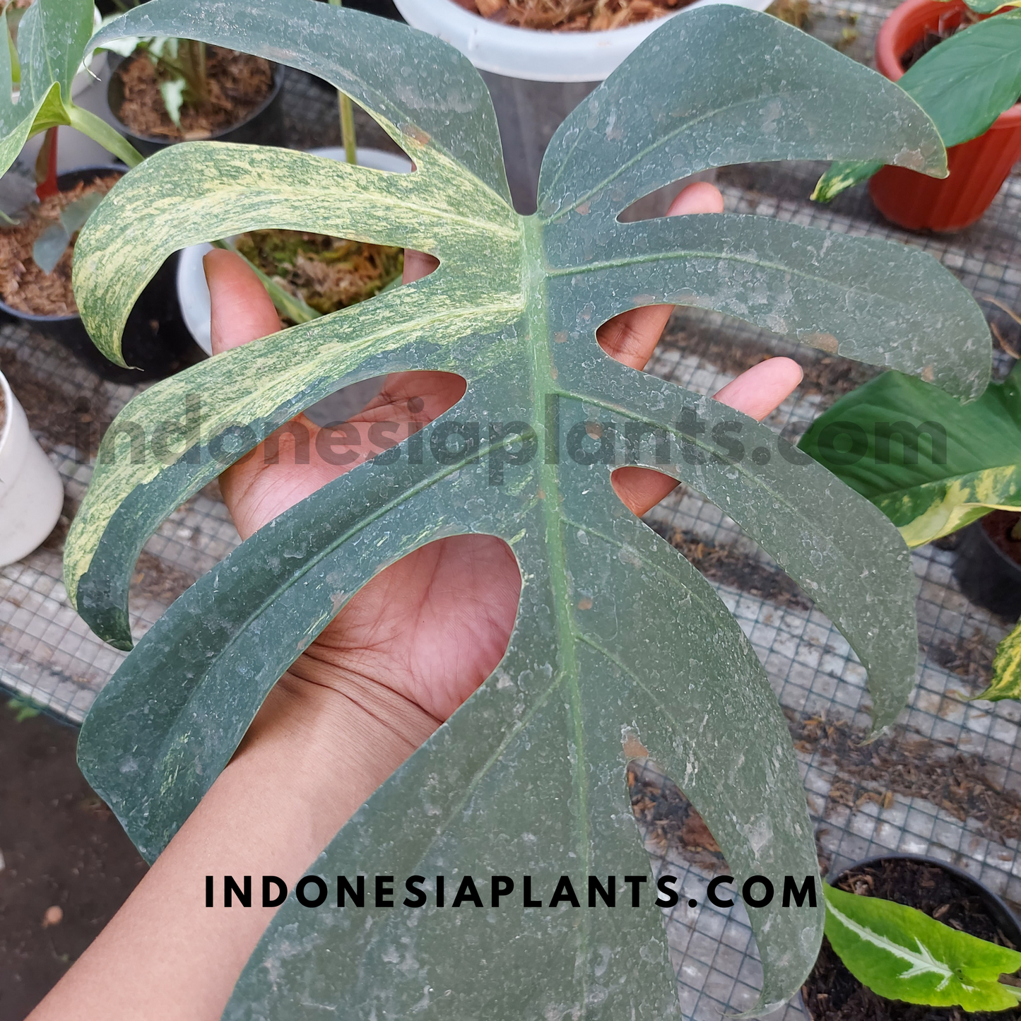 Monstera Deliciosa Mint Variegated Fenestrated Leaves