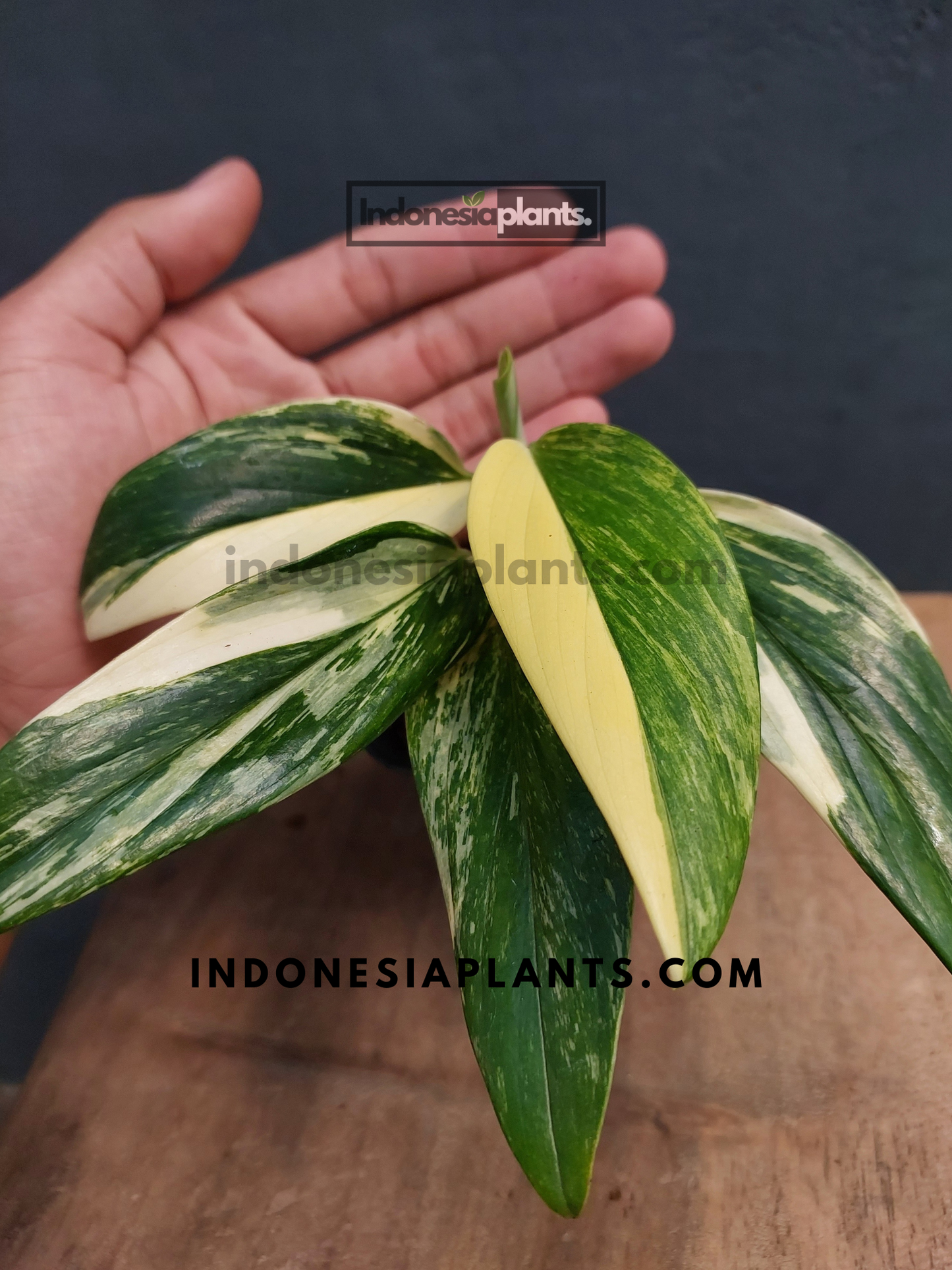 Monstera Standleyana Aurea Variegated