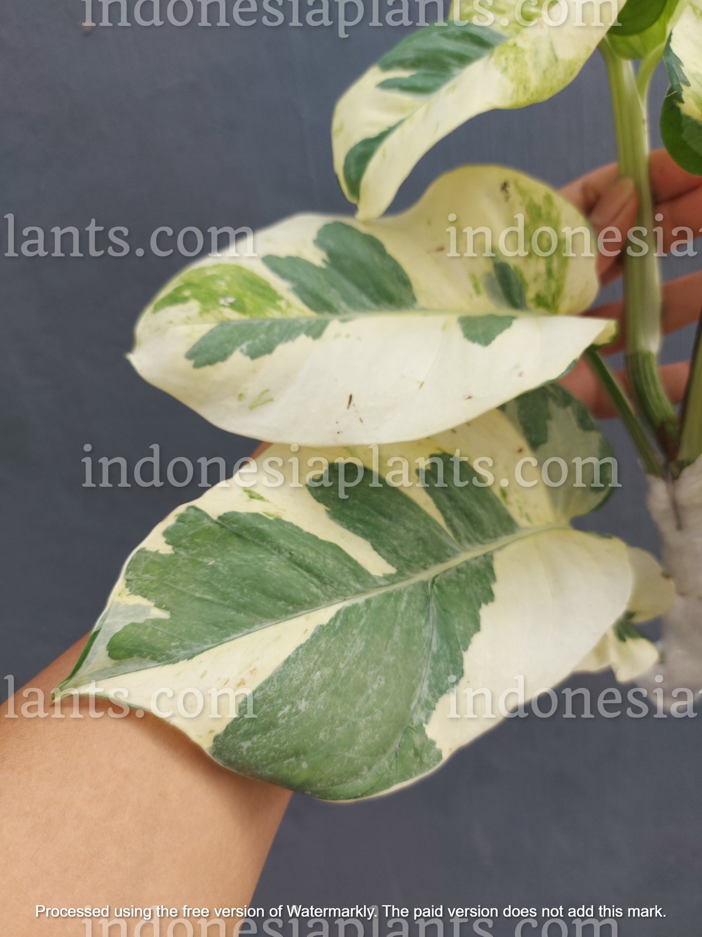 Epipremnum Njoy Pothos Mature