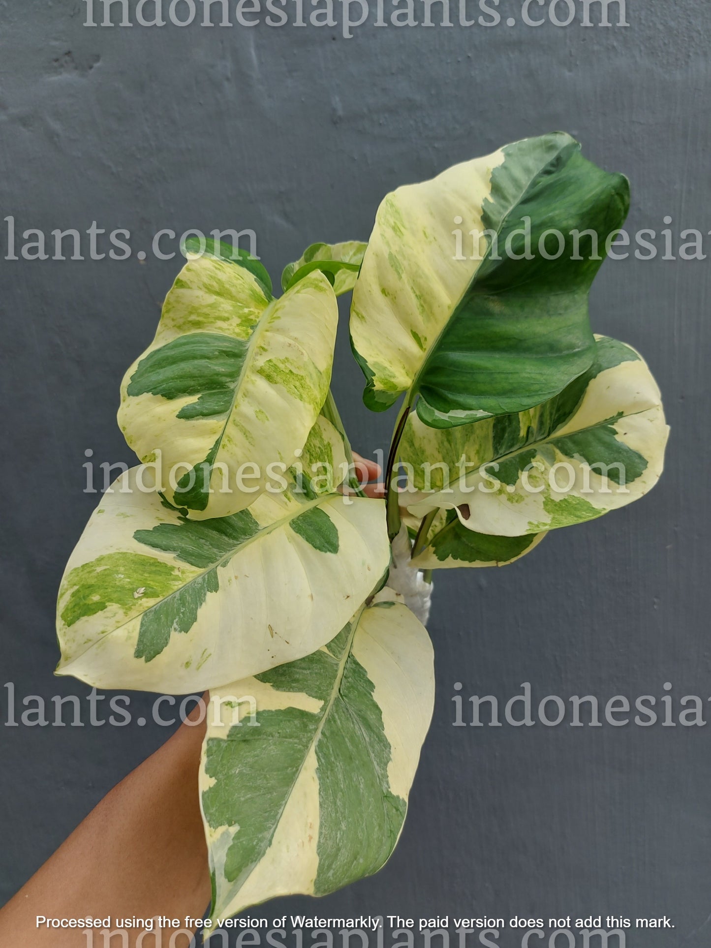 njoy pothos big leaves, njoy pothos large leaves, pothos large, big pothos plants