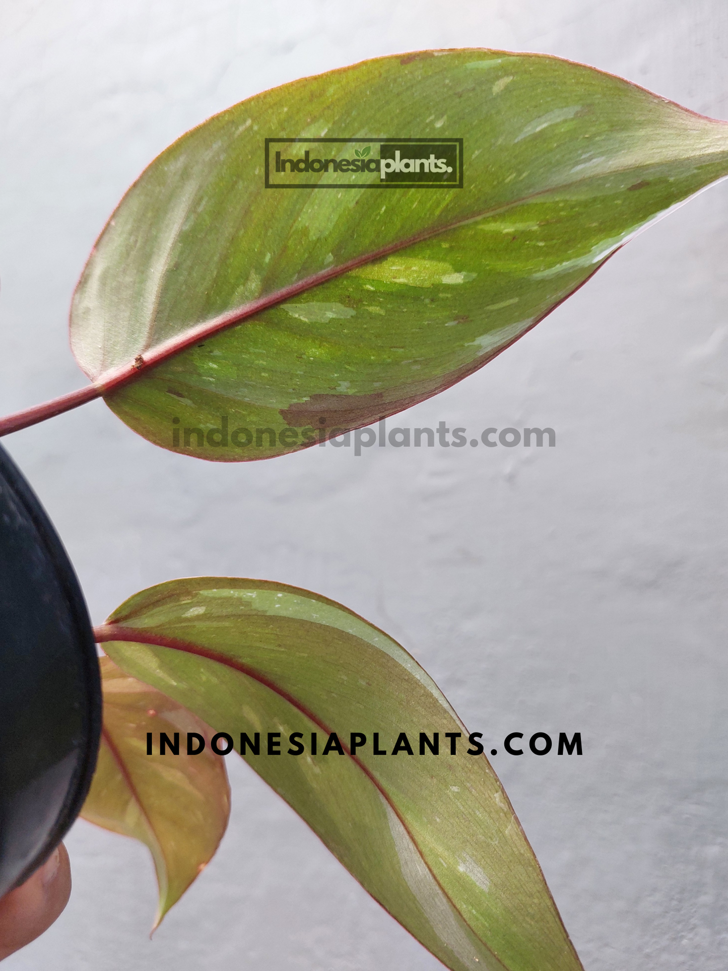 Philodendron Anderson