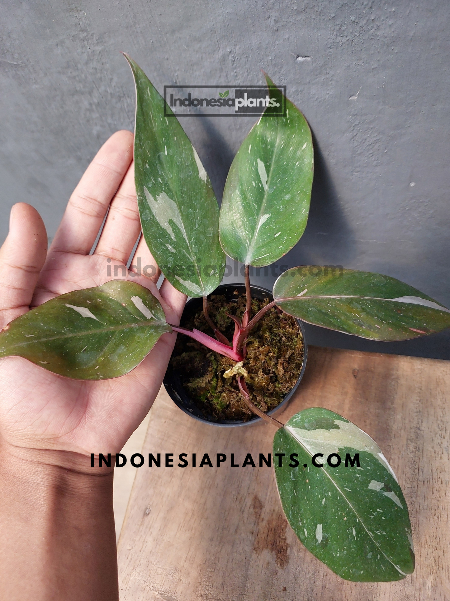 Philodendron Anderson