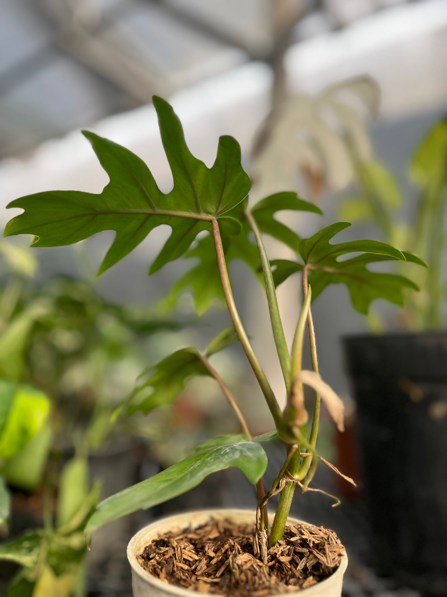 Philodendron Mayoi - us & cad store