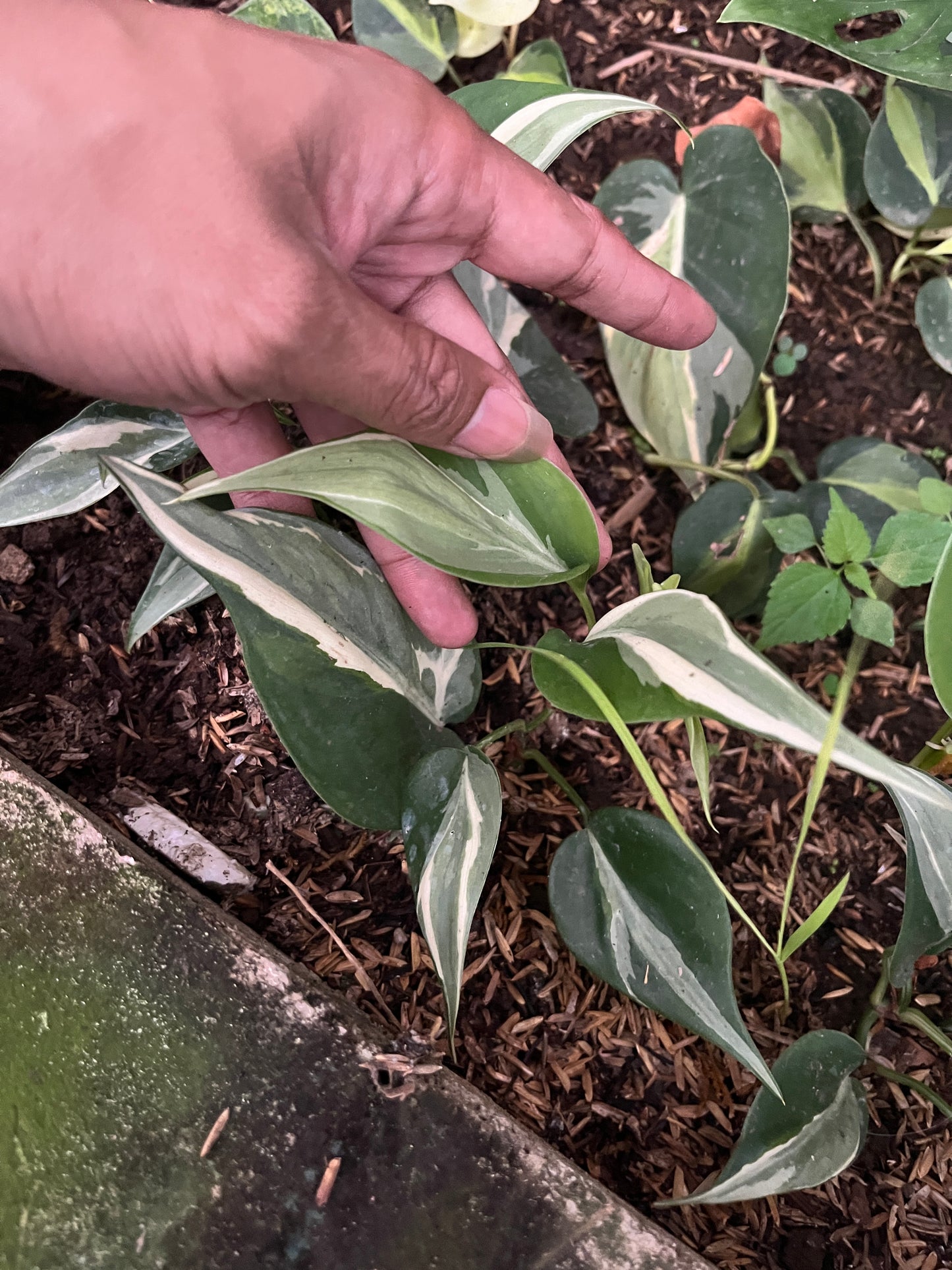 Philodendron Rio - us & cad store