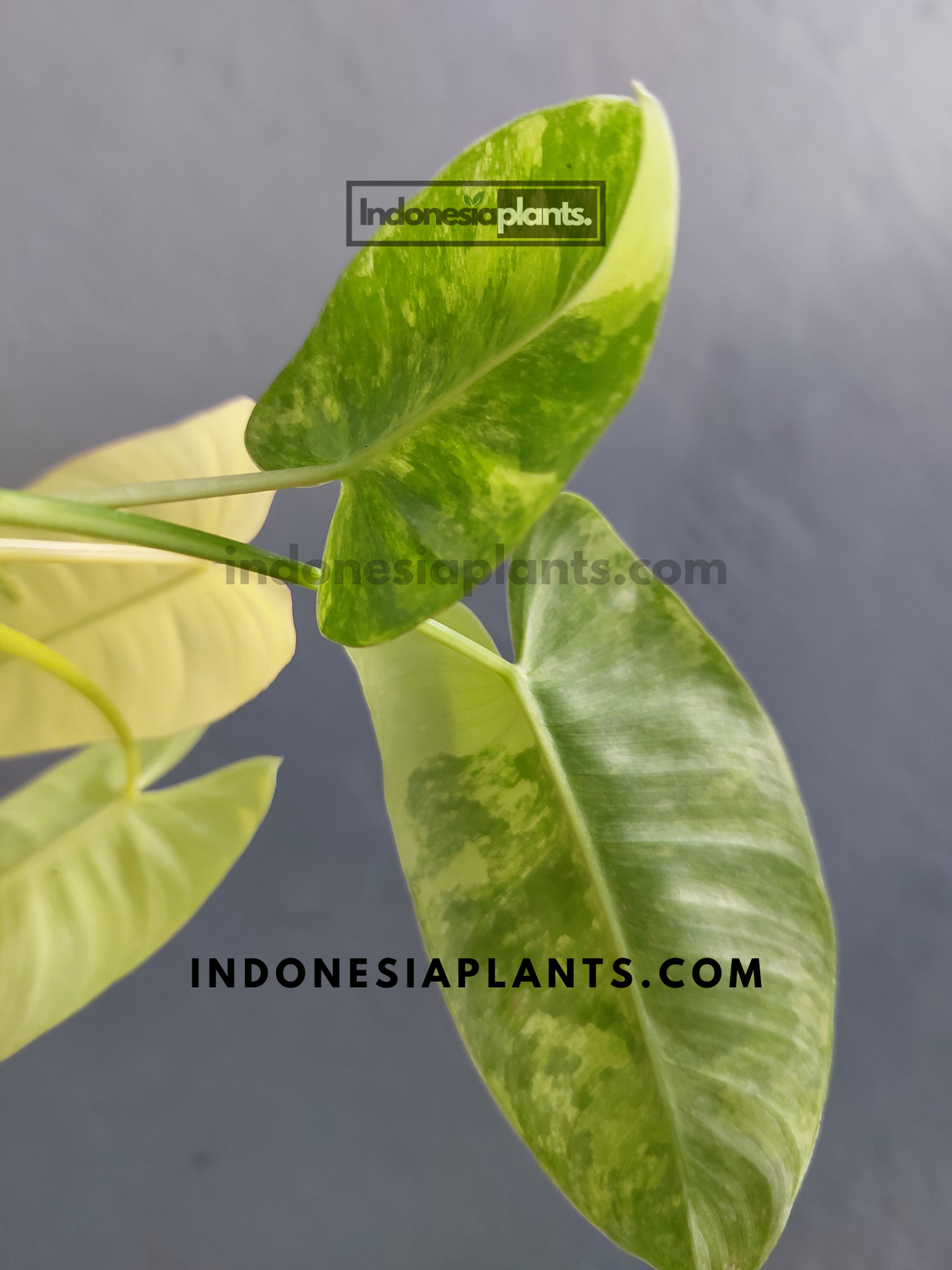 Phiodendron Burle Marx Variegated
