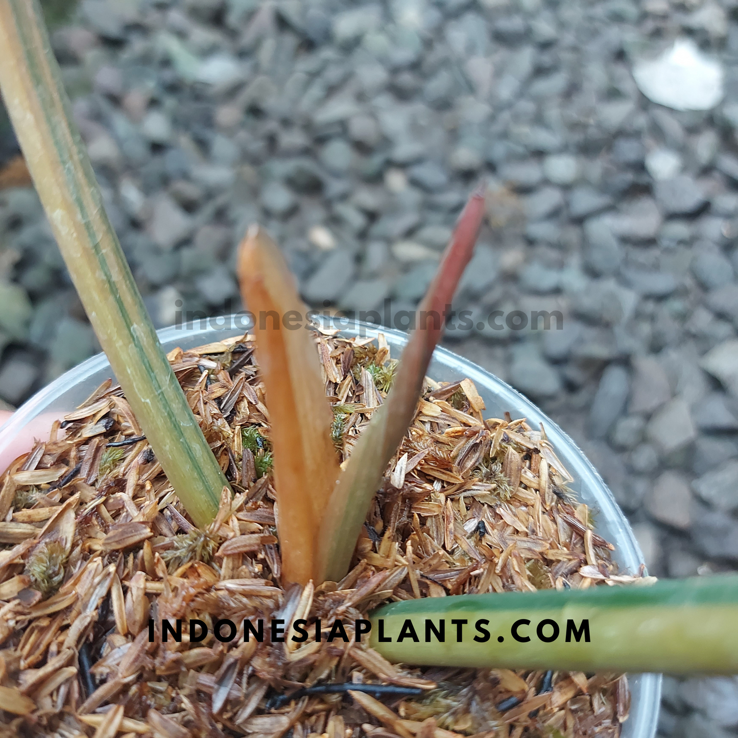 Philodendron Caramel Marble Variegated