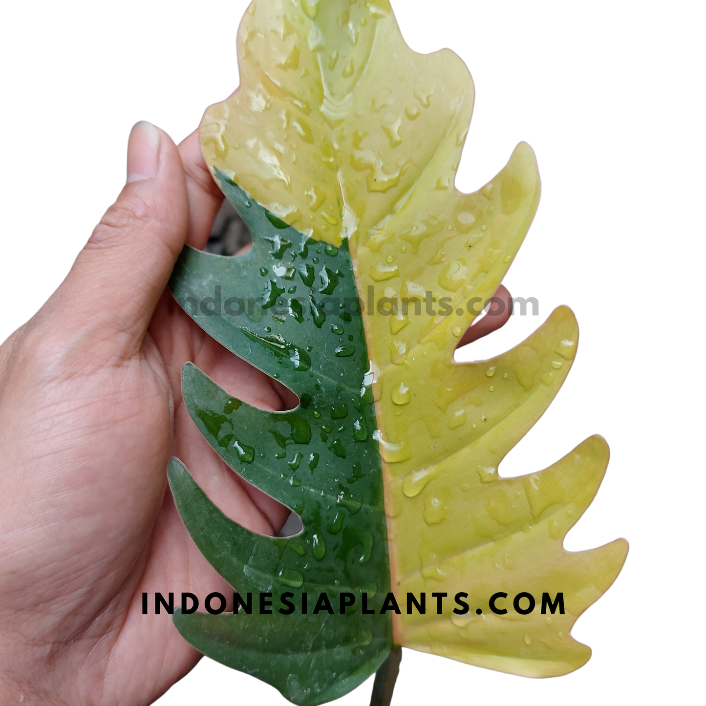 Philodendron Caramel Marble Variegated