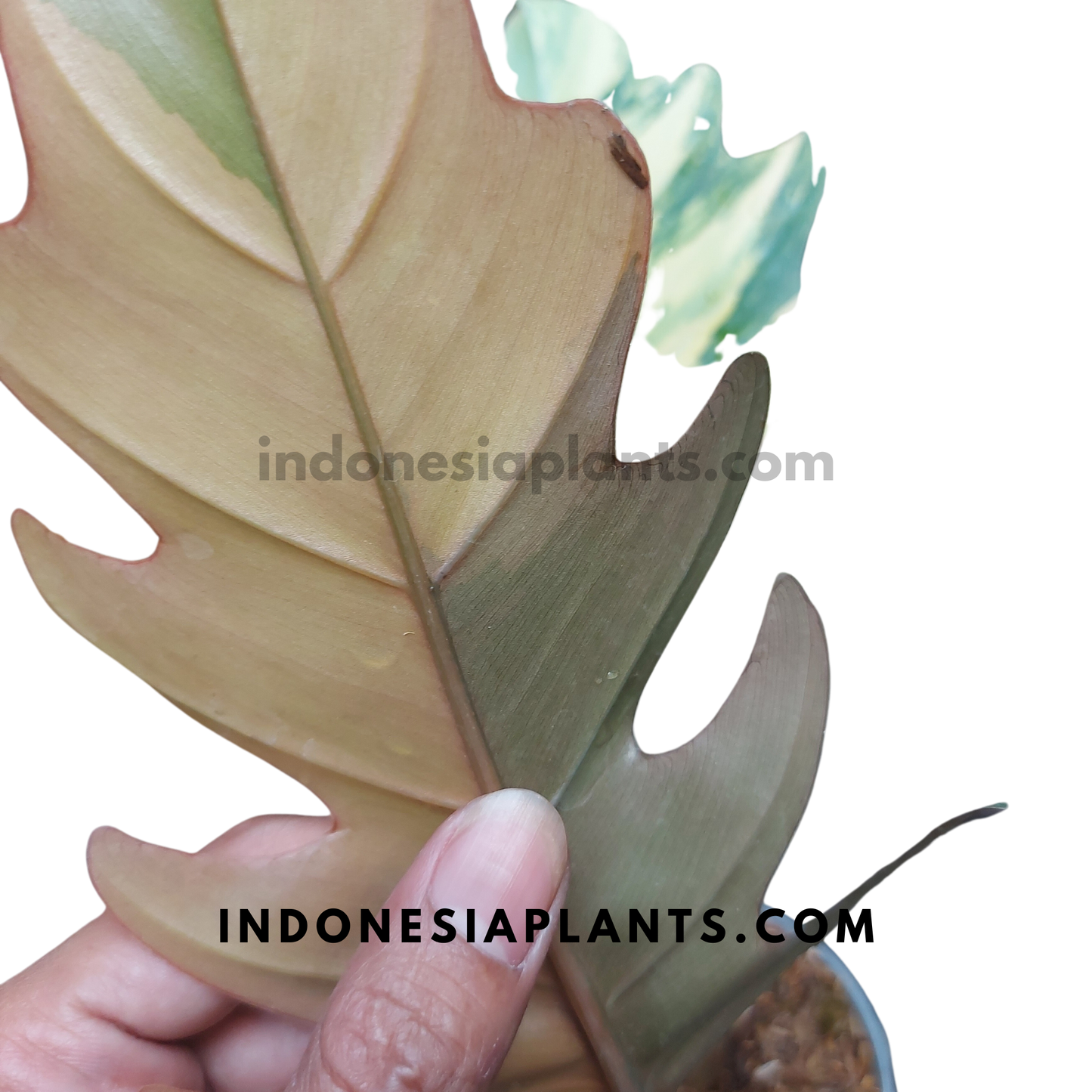 Philodendron Caramel Marble Variegated