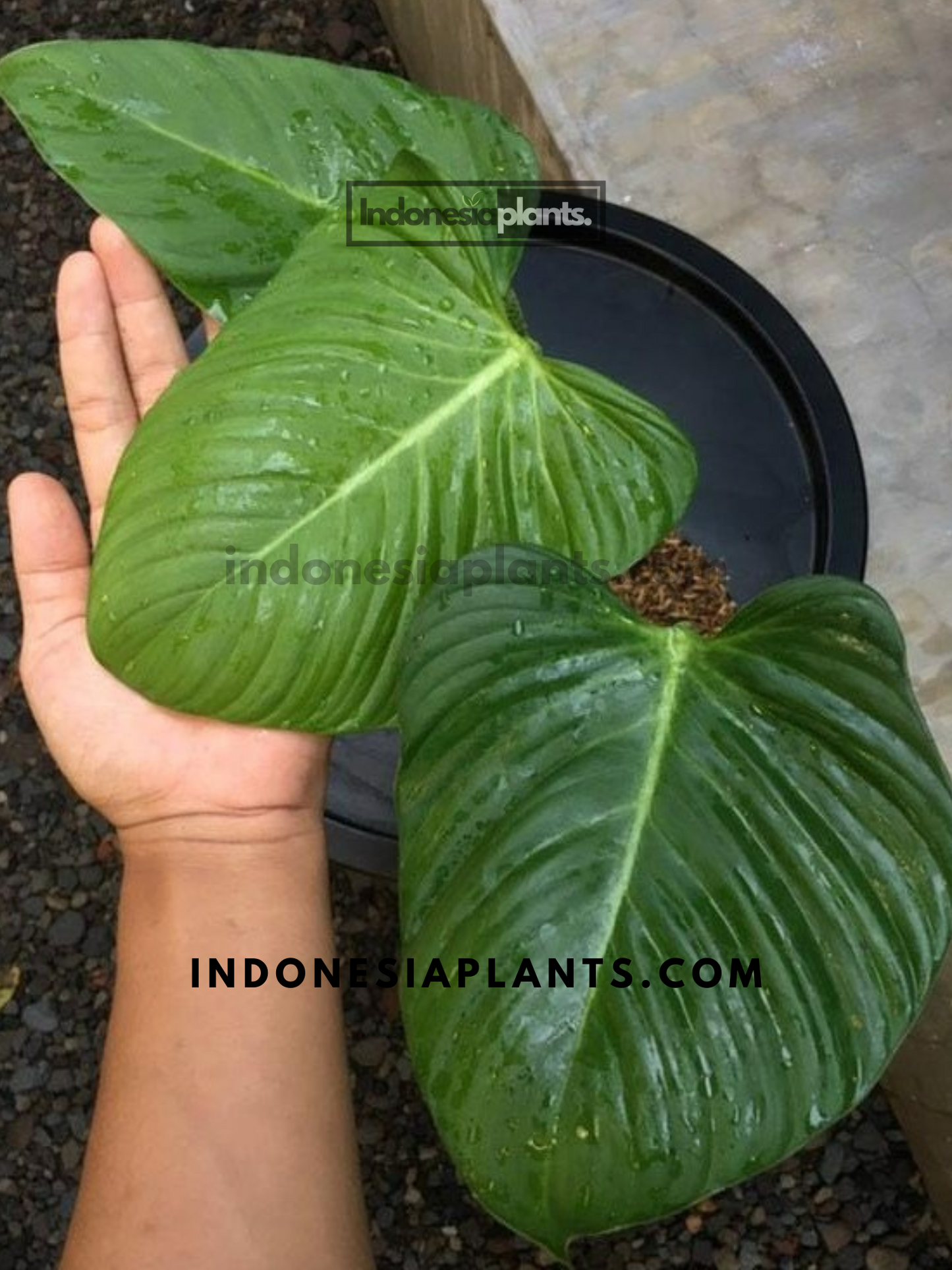 Philodendron Fuzzy Petiole