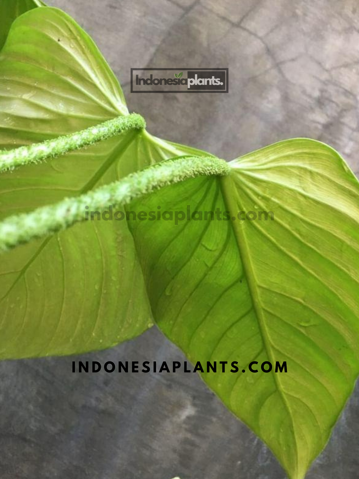 Philodendron Fuzzy Petiole