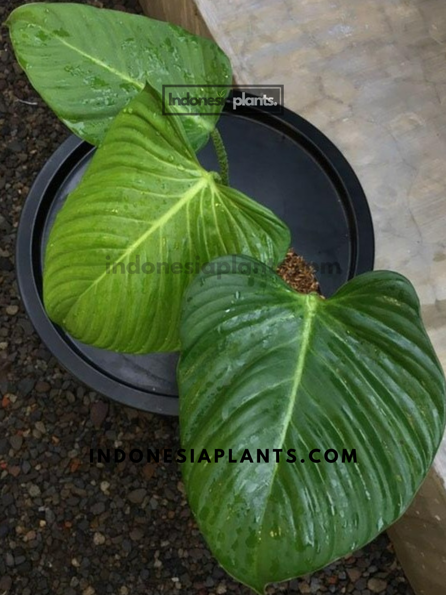 Philodendron Fuzzy Petiole